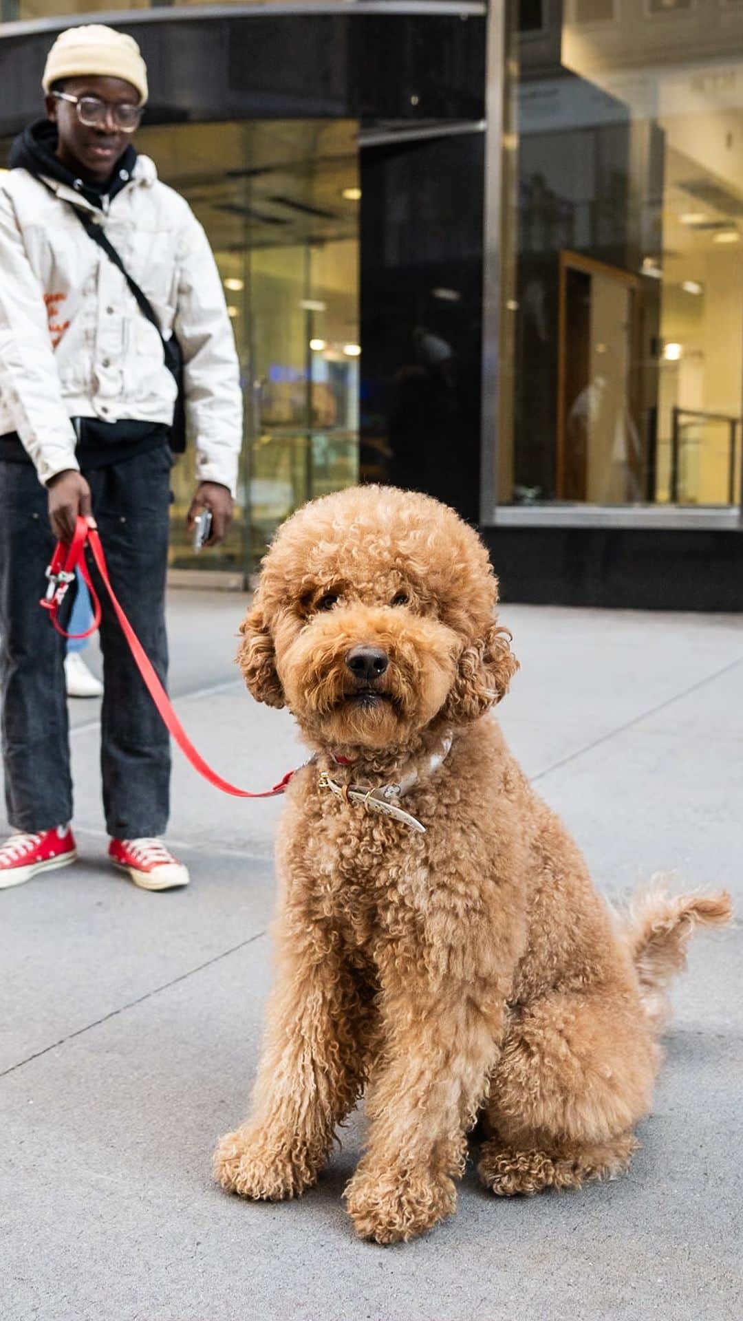 The Dogistのインスタグラム：「Winchester, Goldendoodle (2 y/o), 44th & 5th Ave., New York, NY • “I have to get him groomed once a month. He’s very excited. We have a wooden floor, and he likes to dig it and pretend he’s getting through it. He just loves to be around people, and I also love people, so we’re kindred spirits.”」