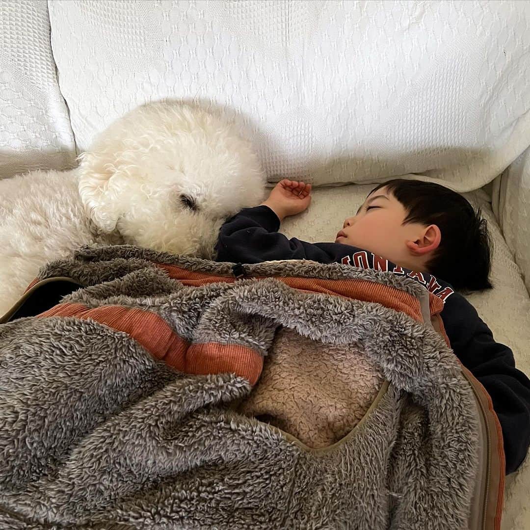 たまねぎのインスタグラム：「. . 久々のお昼寝  むーむ、年中さんになってからお昼寝することが段々なくなってきて。 久しぶりにほっこり。  2枚目以降は、むーむが小さい頃のお昼寝写真。 いつもしろくろたちが側に😊  #standardpoodle #スタンダードプードル #poodle #大型犬 #犬と暮らす #フランソワ王国出身 #大型犬との暮らし #クリスマスツリー #大型犬と子ども #お昼寝 #アンビエントペットラウンジ」