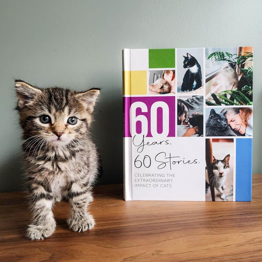 Cats of Instagramさんのインスタグラム写真 - (Cats of InstagramInstagram)「Exciting News! @PurinaCatChow’s 60 Stories book is out now, and you have to check out @abdulscats special story, featured on page 10! 🐾 Cuddle up with your furry friend and dive into the heartwarming tales of cats and their owners, showcasing the incredible bonds we share. To grab your copy or learn more about how Cat Chow is fostering these connections, visit catchow.com/60years.   From now to 12/31, Purina is donating 100% of proceeds to Pet Partners and their ‘Read with Me’ Program, helping kids build literacy skills as they read to pets. I can’t think of a better gift than one that gives twice!    #catchowpartner #sponsored #Purina60Stories #CatChow #PetPartners #cats #catstories #catfood #catsofig #catdad」12月16日 10時53分 - cats_of_instagram