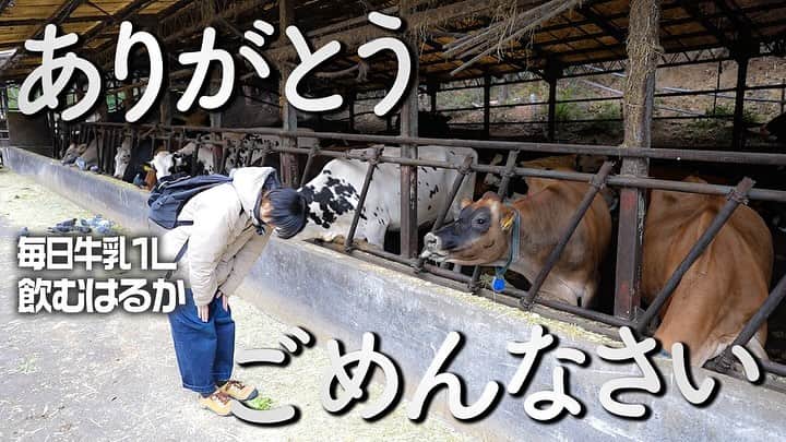 ハリセンボンさんのインスタグラム写真 - (ハリセンボンInstagram)「YouTubeオフショット📷  利き牛乳成功ならず、お牛たちに謝罪と感謝を伝えるはるかさん、、 こちらを見てくれている子が、、🐮🤍」12月16日 11時07分 - harisenbon_staff