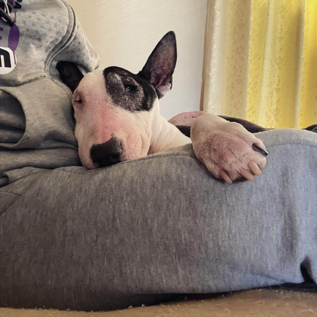 Q太郎さんのインスタグラム写真 - (Q太郎Instagram)「#minituru#bull#terrier#minibullterrier#miniturubullterrier#dog#dogstagram#cute#qtaro#love#family#ミニチュア#ブルテリア#ミニチュアブルテリア#Q太郎」12月16日 16時52分 - qtaro.jun