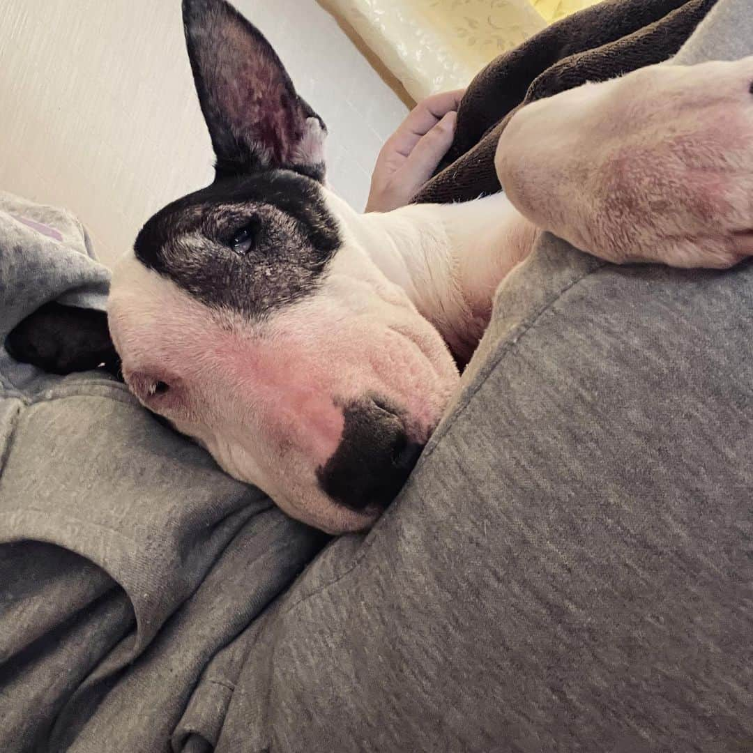 Q太郎さんのインスタグラム写真 - (Q太郎Instagram)「#minituru#bull#terrier#minibullterrier#miniturubullterrier#dog#dogstagram#cute#qtaro#love#family#ミニチュア#ブルテリア#ミニチュアブルテリア#Q太郎」12月16日 16時52分 - qtaro.jun