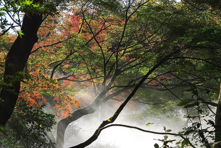 ホテル椿山荘東京さんのインスタグラム写真 - (ホテル椿山荘東京Instagram)「. The beautiful season of autumn leaves🍁  @hotelchinzansotokyo_official  #hotelintheclouds #autumnleaves #autumntokyo  #japanesegarden #autumnseason #hotelview  #紅葉 #紅葉スポット #東京雲海 #秋の風景  #客室からの眺め #自然の景色 #美しい景色」12月16日 16時49分 - hotelchinzansotokyo_official