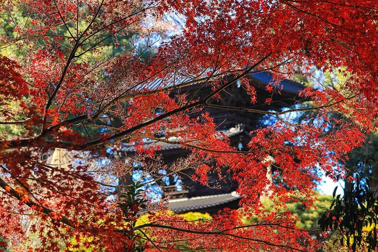 ホテル椿山荘東京さんのインスタグラム写真 - (ホテル椿山荘東京Instagram)「. The beautiful season of autumn leaves🍁  @hotelchinzansotokyo_official  #hotelintheclouds #autumnleaves #autumntokyo  #japanesegarden #autumnseason #hotelview  #紅葉 #紅葉スポット #東京雲海 #秋の風景  #客室からの眺め #自然の景色 #美しい景色」12月16日 16時49分 - hotelchinzansotokyo_official