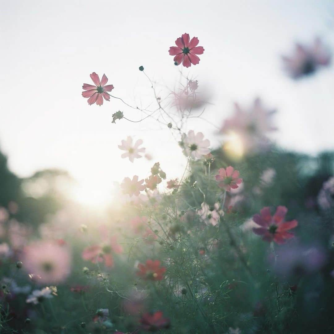 haru wagnusさんのインスタグラム写真 - (haru wagnusInstagram)「I’ll still love to bloom ✿ ㅤㅤㅤㅤㅤㅤㅤㅤㅤㅤㅤㅤㅤ Hasselblad 500C/Mという最高の中判カメラで撮っていた今年のコスモスと秋の光。  #filmphotography  #filmcamera #hasselblad500cm」12月16日 13時27分 - wagnus