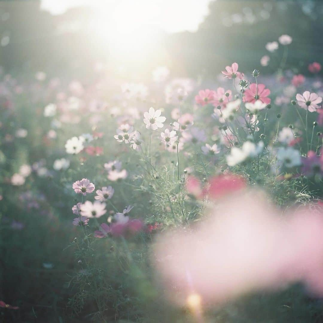 haru wagnusのインスタグラム：「I’ll still love to bloom ✿ ㅤㅤㅤㅤㅤㅤㅤㅤㅤㅤㅤㅤㅤ Hasselblad 500C/Mという最高の中判カメラで撮っていた今年のコスモスと秋の光。  #filmphotography  #filmcamera #hasselblad500cm」