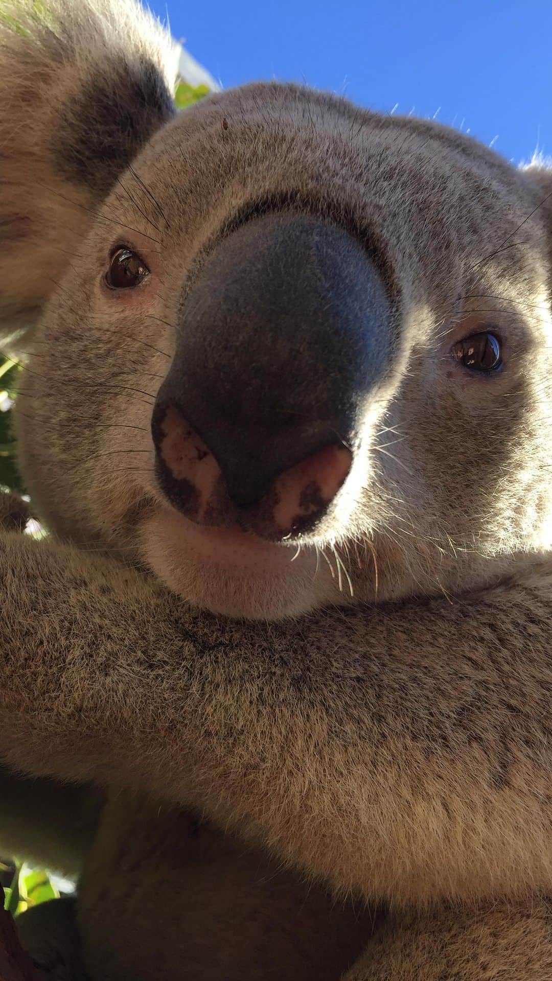 タロンガ動物園のインスタグラム：「It’s the foot for us.」