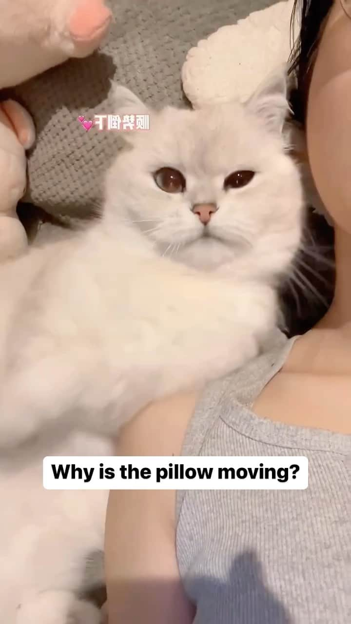 Cute Pets Dogs Catsのインスタグラム：「Why is the pillow moving?  Credit: adorable @ giao仔 | DY (*read note below) ** For all crediting issues and removals pls 𝐄𝐦𝐚𝐢𝐥 𝐮𝐬 ☺️  𝐍𝐨𝐭𝐞: we don’t own this video/pics, all rights go to their respective owners. If owner is not provided, tagged (meaning we couldn’t find who is the owner), 𝐩𝐥𝐬 𝐄𝐦𝐚𝐢𝐥 𝐮𝐬 with 𝐬𝐮𝐛𝐣𝐞𝐜𝐭 “𝐂𝐫𝐞𝐝𝐢𝐭 𝐈𝐬𝐬𝐮𝐞𝐬” and 𝐨𝐰𝐧𝐞𝐫 𝐰𝐢𝐥𝐥 𝐛𝐞 𝐭𝐚𝐠𝐠𝐞𝐝 𝐬𝐡𝐨𝐫𝐭𝐥𝐲 𝐚𝐟𝐭𝐞𝐫.  We have been building this community for over 6 years, but 𝐞𝐯𝐞𝐫𝐲 𝐫𝐞𝐩𝐨𝐫𝐭 𝐜𝐨𝐮𝐥𝐝 𝐠𝐞𝐭 𝐨𝐮𝐫 𝐩𝐚𝐠𝐞 𝐝𝐞𝐥𝐞𝐭𝐞𝐝, pls email us first. **  #catloversclub #cat #cats #catofinstagram」