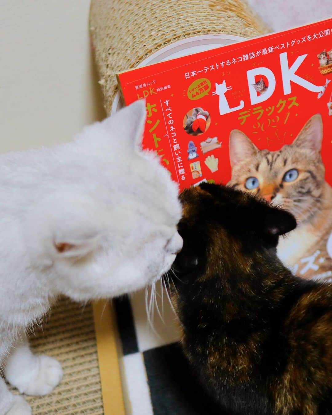 あやみ旬果さんのインスタグラム写真 - (あやみ旬果Instagram)「チーノ様、ラテ様、トティ様 今日も天使でした👼 年末はなにかまた新しいのプレゼントしようと本を読んでワクワクするワイ。  #猫のいる暮らし #猫のいる生活 #猫のいる幸せ #チーノ様 #ラテ様 #トティ様 #里親 #あやみ旬果 #クリスマス #お正月 #プレゼント」12月17日 1時21分 - ayami_syunnka0815