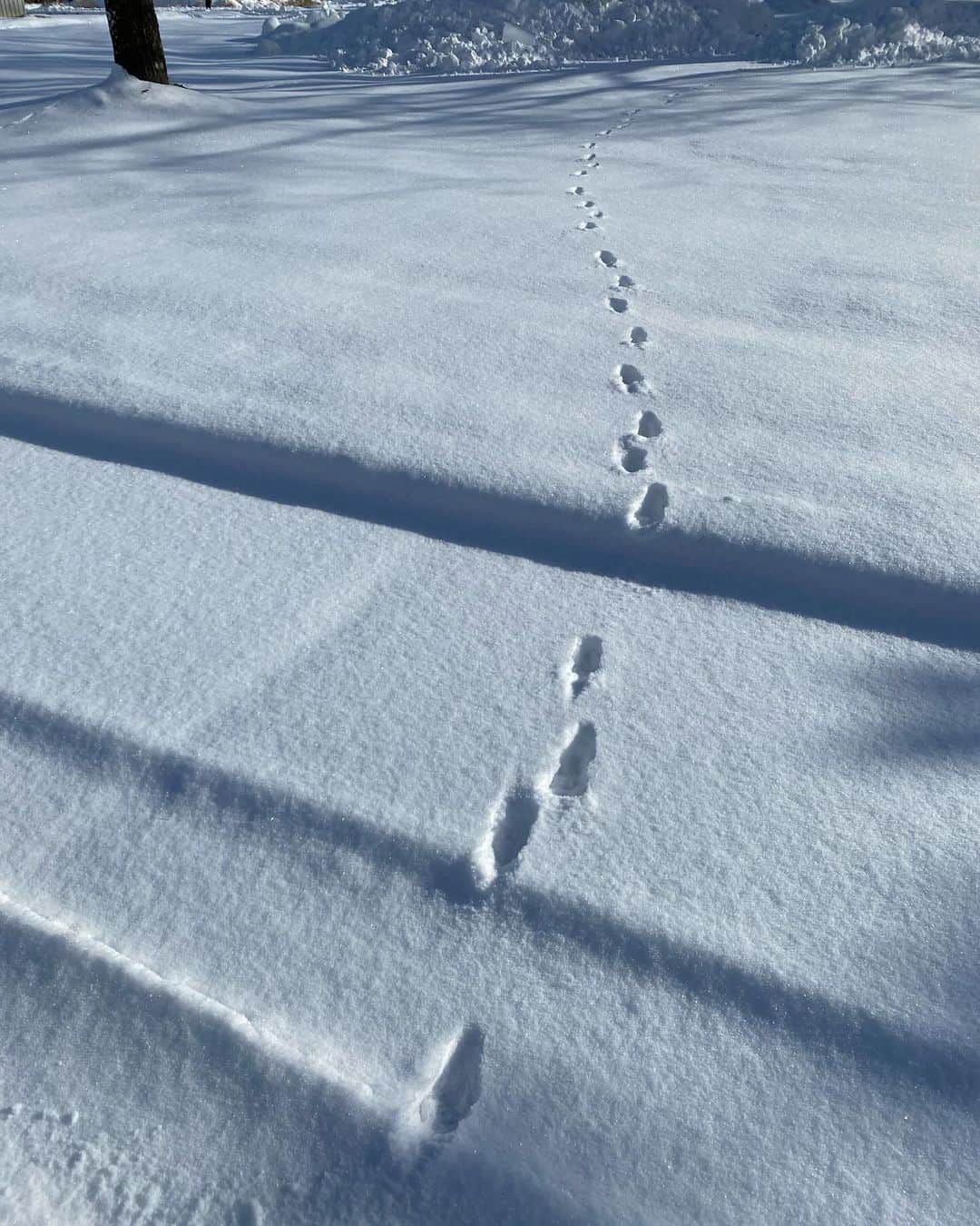タテタカコのインスタグラム：「誰の足跡だったかな🐾」