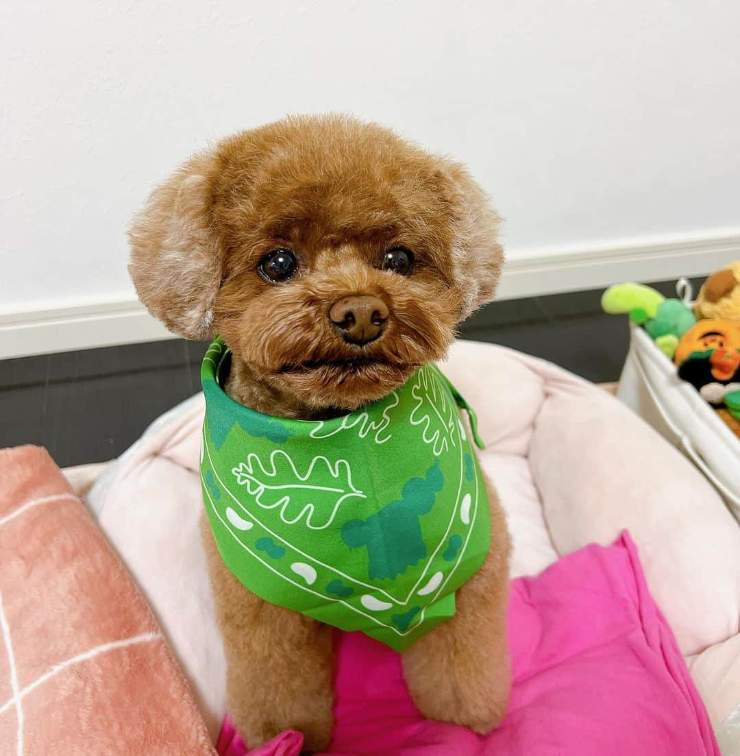 佐藤貴史さんのインスタグラム写真 - (佐藤貴史Instagram)「トリミング行きたての愛犬こたろーが可愛すぎて どーにかなっちゃいそう！ #親バカ」12月16日 17時52分 - sabo1217