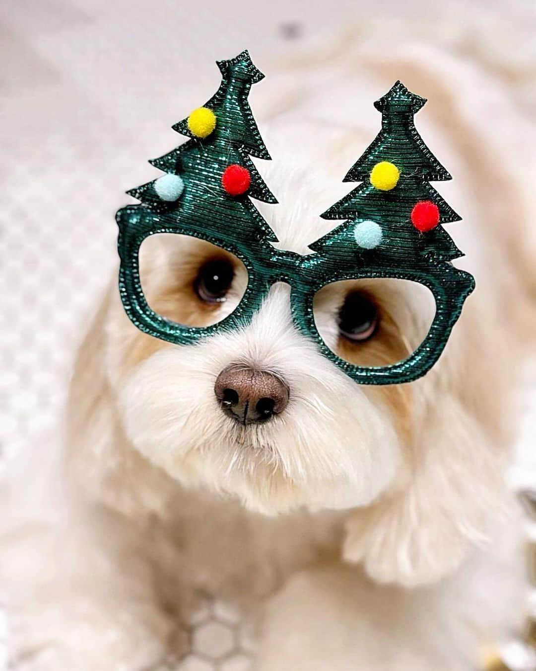 あんちゃんさんのインスタグラム写真 - (あんちゃんInstagram)「クリスマスver.🐶🎄  先日ノングルさんでカットした時に こんな写真を撮ってくれたみたい😂  あんちゃんってわりと 何されてもされるがままなの 本当かわいい🤣🤣🤣  最後はウインクまでキメてくれて アイドルだねっ😉💖  ノングルさん　@nongul_salon  いつも素敵なカットと 素敵なお写真ありがとうございます🥰  #キャバションあんちゃん  #あんちゃん　#ぬいぐるみ犬 #スヌーピー  #スヌーピー犬 #キャバション　#キャバビション　 #キャバリア #キャバリアキングチャールズスパニエル #ビションフリーゼ　 #犬 #犬のいる暮らし  #いぬのきもち  #短足部　#比熊犬 #doglove #cavachon #inustagram #puppy  #snoopy #andy #Cavalier #CavalierKingCharlesSpaniel  #BichonFrize #Bichon #멍스타그램 #개스타그램　#댕스마스」12月16日 17時52分 - anchan_0115_andy