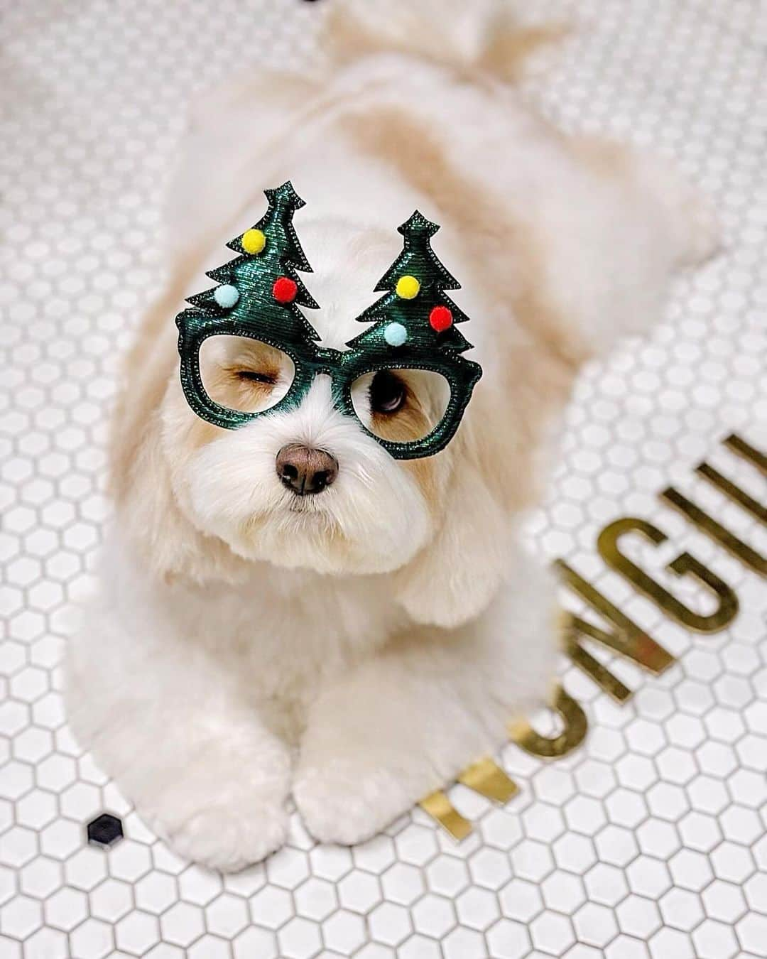 あんちゃんさんのインスタグラム写真 - (あんちゃんInstagram)「クリスマスver.🐶🎄  先日ノングルさんでカットした時に こんな写真を撮ってくれたみたい😂  あんちゃんってわりと 何されてもされるがままなの 本当かわいい🤣🤣🤣  最後はウインクまでキメてくれて アイドルだねっ😉💖  ノングルさん　@nongul_salon  いつも素敵なカットと 素敵なお写真ありがとうございます🥰  #キャバションあんちゃん  #あんちゃん　#ぬいぐるみ犬 #スヌーピー  #スヌーピー犬 #キャバション　#キャバビション　 #キャバリア #キャバリアキングチャールズスパニエル #ビションフリーゼ　 #犬 #犬のいる暮らし  #いぬのきもち  #短足部　#比熊犬 #doglove #cavachon #inustagram #puppy  #snoopy #andy #Cavalier #CavalierKingCharlesSpaniel  #BichonFrize #Bichon #멍스타그램 #개스타그램　#댕스마스」12月16日 17時52分 - anchan_0115_andy