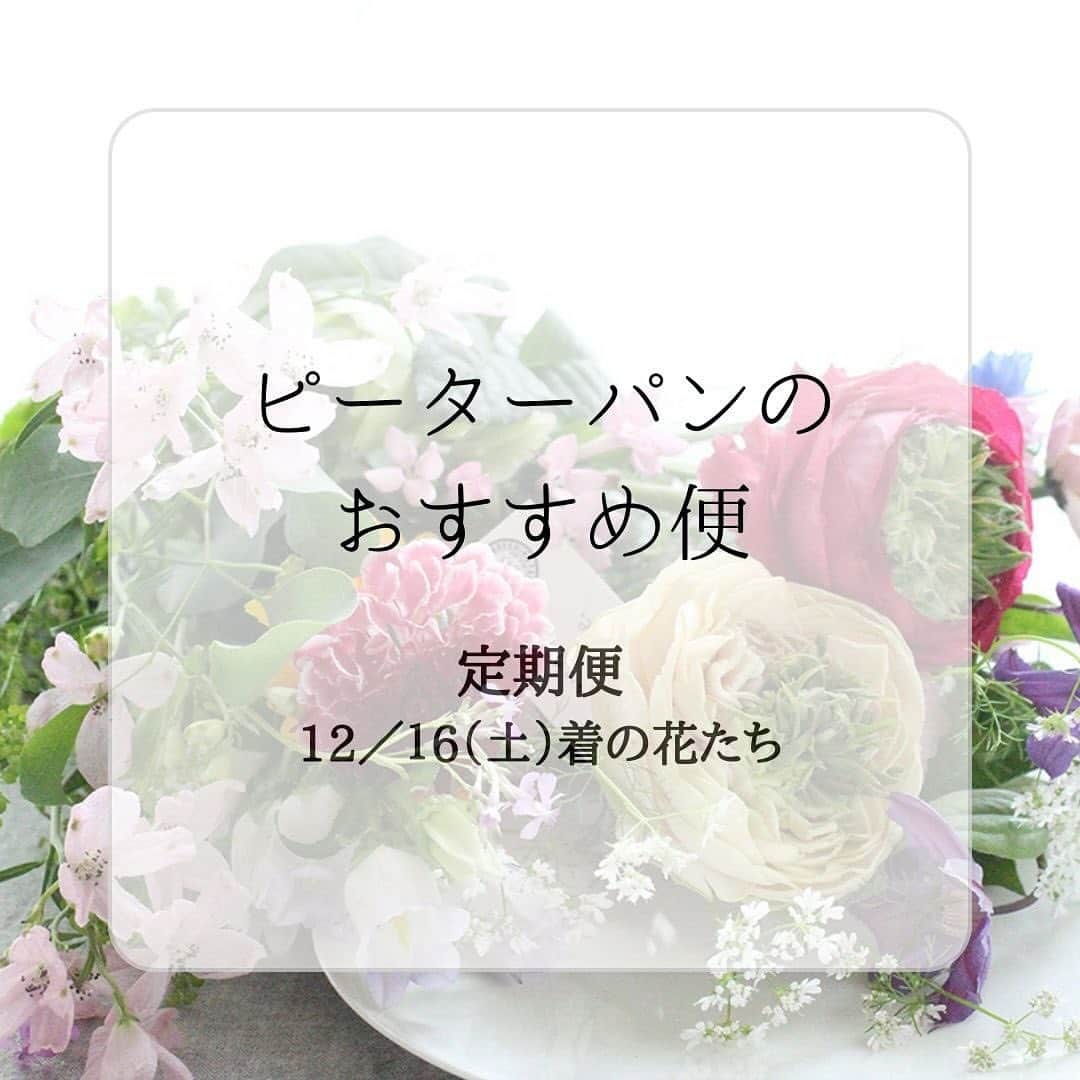 雑誌『花時間』のインスタグラム：「新しい年、サブスクを始めたい方は、ぜひ、花時間マルシェへ🌷  花時間（@hanajikan_magazine）です。  気づくと、花時間が定期便を始めて一年が経っていました。  月日の早さに驚き、皆さまのおかげだと、改めて感じています。  心より、感謝いたします💕  花時間の定期便は、東京・世田谷区市場から直送でお届けしています。  鮮度のよさはもちろんのこと、東京の市場の中でも、珍しいお花が揃うと評判なのが世田谷市場。  なかなか出会えないお花も含め、1本ずつ違うお花をプチ（Ｓ）.スタンダード（Ｍ）.リュクス（Ｌ）の3コースでお届けしています。  スタンダードとリュクスには、人気のバラ生産者のバラが入るのもポイント⭐️  今回の「やぎバラ育種園」のバラも、交配と選別を何年も繰り返し誕生させたオリジナルローズなんです。  お迎えしたら、かわいがってあげてくださいね🌹  大好評のクリスマスアレンジ＆ブーケの締め切りは、12／18（月）の深夜23時59分まで🎅🌲🧑‍🎄  お忘れだったら、お急ぎくださいね😊  では、明日も元気smile😊😊😊で素敵な週末をお過ごしください。 by ピーターパン  【プチ・Sサイズ】 ダリア ラナンキュラス スカビオサ（マシュマロスクープ） カーネーション（ムーンダスト） シルバーキャット（アルバ） ギンコウバイ ユーカリ（丸葉ユーカリ）  【スタンダード・Mサイズ】 バラ（ヴァーズ、ヤギグリーン、ユニヴェール、フラクタルヴァーズの中から2本） カーネ―ション(ワインカバー） カーネーション（ムーンダスト） ユリ（タリスカー） アルストロメリア（マルアヴェール） スカビオサ（マシュマロスクープ） ラナンキュラス（シュノンソー） ダリア シルバーキャット（アルバ） モルセラ サンダーソニア ドラセナ（ゴット） イトスギ(ブルーアイス） ヒノキ(ボールバード）  【リュクス・Ｌサイズ】 バラ（ヴァーズ、ヤギグリーン、ユニヴェール、フラクタルヴァーズの中から３本） カーネ―ション(ワインカバー） カーネーション（ムーンダスト） ユリ（タリスカー） アルストロメリア（マルアヴェール） カラー（キャプテンカレラ） スカビオサ（マシュマロスクープ） ラナンキュラス（シュノンソー） ダリア グロリオサ(ウィズ） シルバーキャット（アルバ） サンダーソニア ドラセナ（ゴット） イトスギ(ブルーアイス） ヒノキ(ボールバード）  【花時間ニュース】 💜『花時間マルシェ』発、花の定期便が大好評🥰　世界でここだけのバラと旬花が届く嬉しいサービスです💕  💜『花時間』の2024年カレンダー、大好評発売中！  💜『花時間2023秋』〈花屋さんへ行こう〉大好評発売中！  💜『花と短歌でめぐる 二十四節気 花のこよみ』大好評発売中  すべて @hanajikan_magazine のプロフィールのリンクから飛べます✈️  『花時間』本誌や書籍は全国の書店、ネット書店でも発売中✨  #花時間  #花の定期便 #花のサブスク  #お取り寄せ #フラワーアレンジ #花が好き #花が好きな人と繋がりたい  #花を飾る  #花を飾る生活 #花屋さんへ行こう」