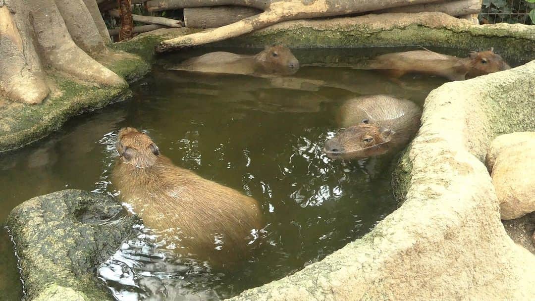 渡辺克仁のインスタグラム：「12月は何かと忙しいけど偶にはのんびりが必要ですね。  #カピバラ #水豚 #capybara #神戸どうぶつ王国  #可愛い #かわいい #pretty #癒し」