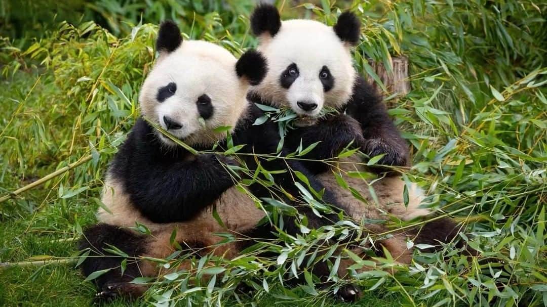 iPandaのインスタグラム：「On August 31, 2019, Germany's first pair of panda twins, Meng Xiang and Meng Yuan were born at the Berlin Zoo. Time flies, on December 8, 2023, Berlin Zoo created commemorative plaques and held a farewell event for them. The wonderful memories of the four years witnessed the joint efforts of the experts from China and Germany! Let’s take a look at the memoirs of Meng Xiang and Meng Yuan in Germany and the best wishes from Germany! 🐼 🐼 🐼 #Panda #iPanda #Cute #ChengduPandaBase #PandaNews #FriendshipMessenger #ReturnOfPandas  For more panda information, please check out: https://en.ipanda.com」