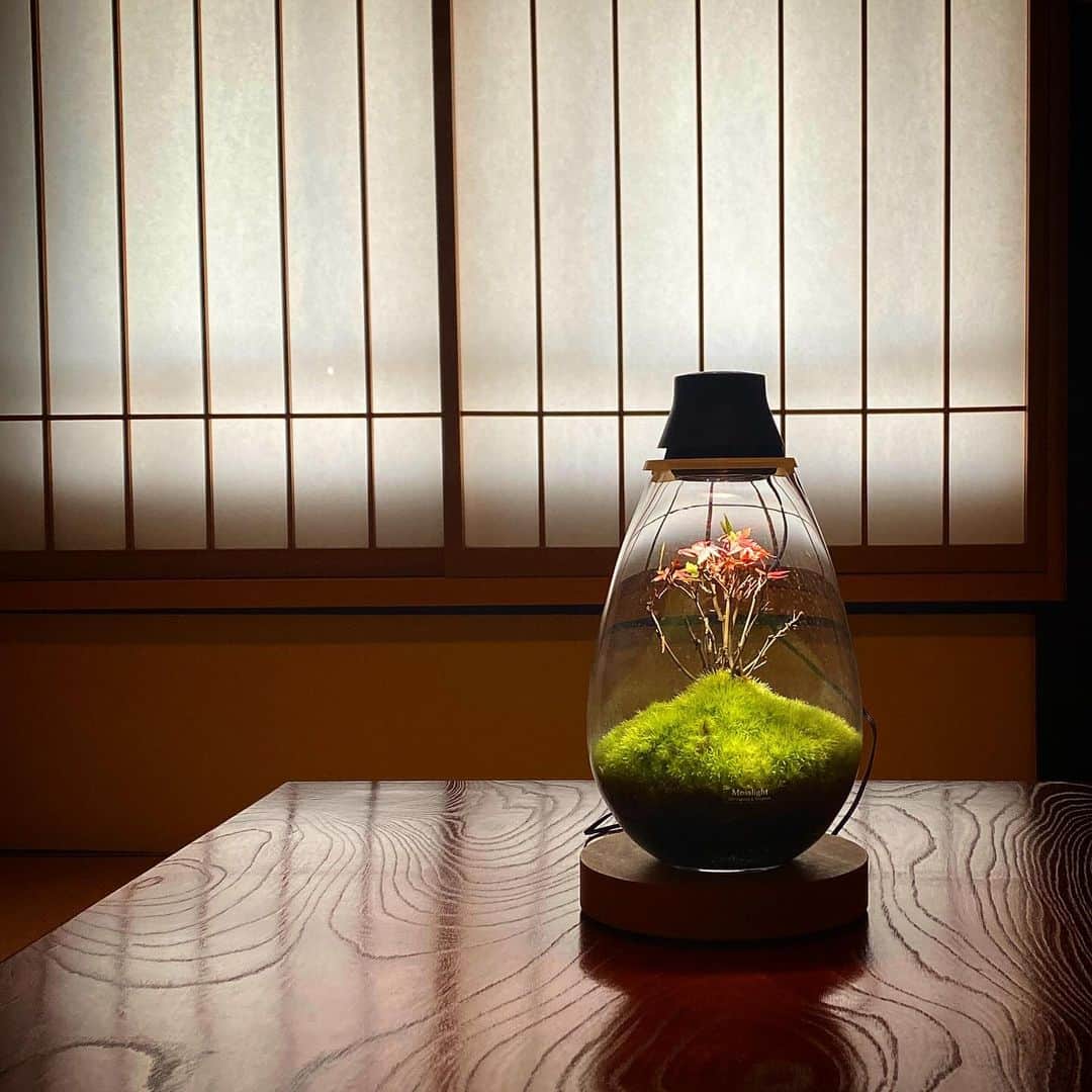 Mosslight-LEDのインスタグラム：「第3回KYOTO神保町ヴンダーカンマー  自然物と人工物が織りなす奇跡、現代版「驚異の部屋」。  モスライト作品の販売とワークショップの開催、メンテナンス会  【会期】2023 年 12/15〜12/17の３日間🐅   会場は KYOTO-ba 京都場 さん アクセス→  kyoto-ba.jp/access/  #神保町wk  #Mosslight  #モスライト」