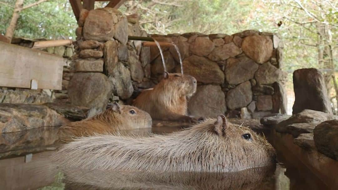 渡辺克仁のインスタグラム：「昨日まで長崎の露天風呂を撮影に行きましたが、毎日暑くて入浴より日向ぼっこが人気。  最終日の金曜日午後は全頭池で泳ぐハプニングも。いや12月中旬ですよ。  #カピバラ #水豚 #capybara #長崎バイオパーク」