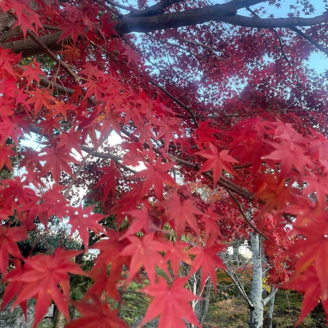 浜口順子さんのインスタグラム写真 - (浜口順子Instagram)「紅葉がキレイ🍁 自然が出す色味ってすごいですよね〜 真っ赤。  #紅葉 #紅葉スポット  #三重 #みえ #mie」12月16日 20時52分 - hamaguchijunko