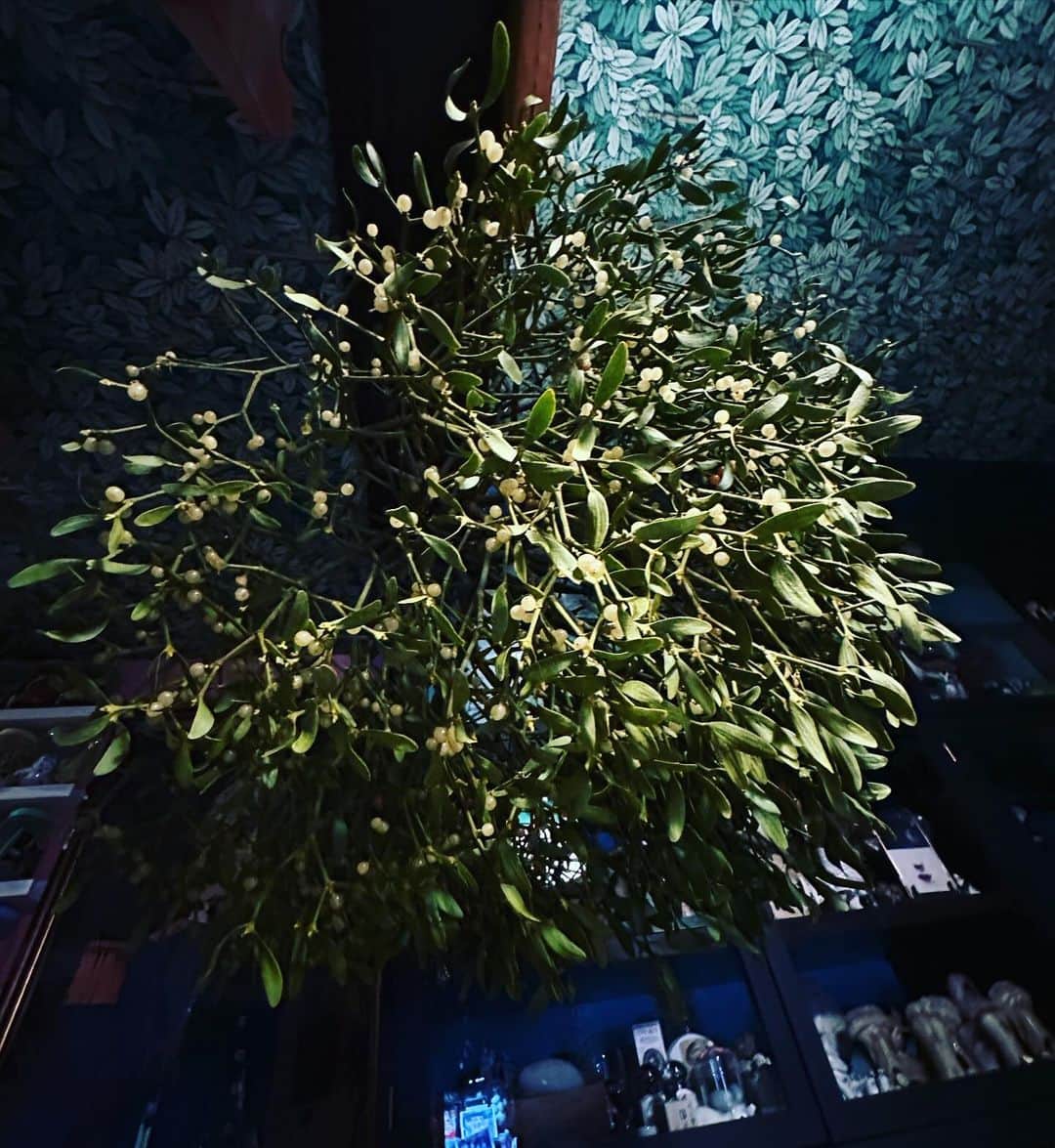 ヒグチユウコさんのインスタグラム写真 - (ヒグチユウコInstagram)「ヤドリギ 原木ごとなのでまんまるで巨大！」12月16日 21時06分 - yukohiguchi3