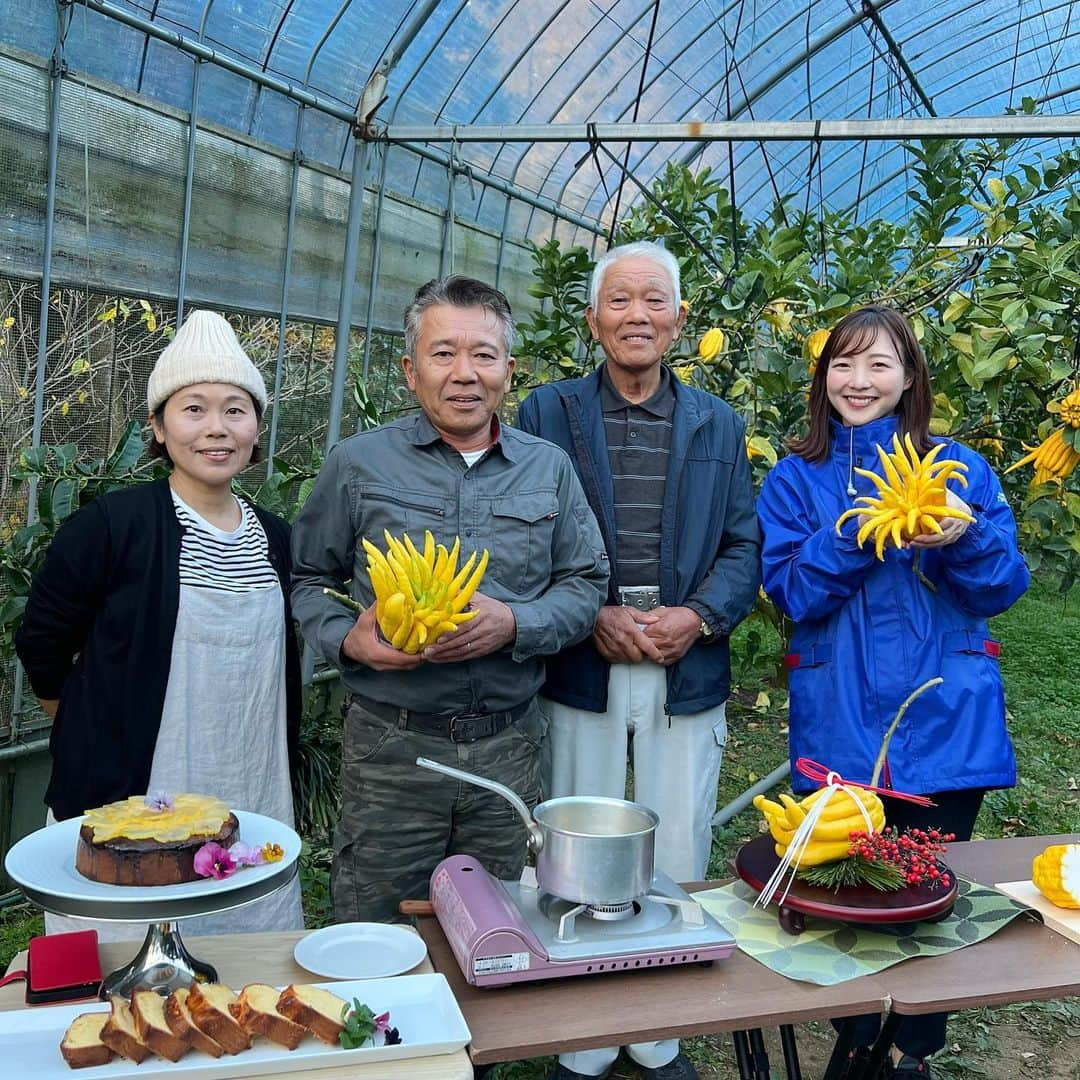 清水玲のインスタグラム：「・ ・  水曜日のTHE TIME,列島中継は 日南市からお届けしました🍊  出荷のピークを迎える『仏手柑』 ご紹介しました☺️  柑橘王国・宮崎ですが、地元の方でも見たことがない そもそも知らないという方も多いですよね！  仏の手のような見た目をしていることから 『仏手柑』と呼ばれているそうです！ 実物はかなりインパクトがありましたよ〜😳🌟  切ってみると、、、 中はワタで真っ白！実がないんです！😳  今回ご協力頂いた県内の仏手柑生産の第一人者、 倉永さん親子によると『仏手柑』は お正月の縁起物として飾る方が多いそうですよ🎍  他にも、お茶会や生花、お寺にも飾られていて 収穫後３ヶ月ほど楽しめます🍊  中継では皮を砂糖と煮詰めてジャムのようにし、 クラッカーにのせて頂きました😋 爽やかで、甘みの中にほんのり苦味があって 美味しかったです♡  みなさんも今年のお正月 『仏手柑』を飾ってみては いかがでしょうか？？🐉  ⭐︎最後の動画は 真っ暗の中準備してくれているスタッフたちです😌 山の中の中継ということで、技術さんチームも前日から ケーブルなど準備してくださって感謝感謝です🙇‍♀️ わたしは本番だけですが、 スタッフ陣は本番前から片付けまで 長い時間をかけて準備してくれています！  次回もどうぞお楽しみに💓  ・  #tbs#thetime#列島中継 #宮崎#宮崎放送#MRT#アナウンサー #中継#日南#日南市#正月 #縁起物#仏手柑#柑橘#ハウス」