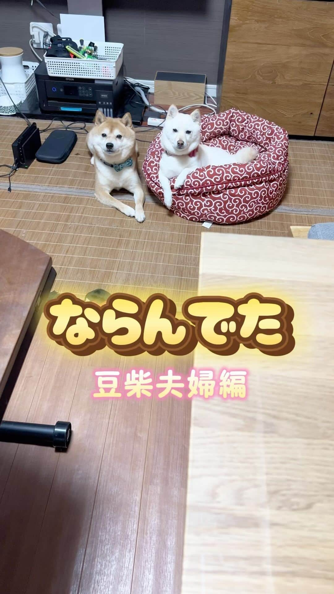 ヤンチャな豆柴『豆千代くん』の日常です?のインスタグラム：「見たらならんでた💓⁣ ⁣ ::::::::::୨୧::::::::::୨୧::::::::::୨୧:::::::::::⁣ 過去の豆柴夫婦はコチラ(ᐡ •͈ ·̫ •͈ ᐡ)⁣ @mamechiyo728⁣ ::::::::::୨୧::::::::::୨୧::::::::::୨୧:::::::::::⁣ ⁣ -————✩—————⁣ #豆柴夫婦　#豆千代くんとモチ代さん⁣  #shibadog #豆柴 #柴犬  #shiba  #shibainu  #mameshiba #dog #ペット　#Pet⁣ -————✩——」