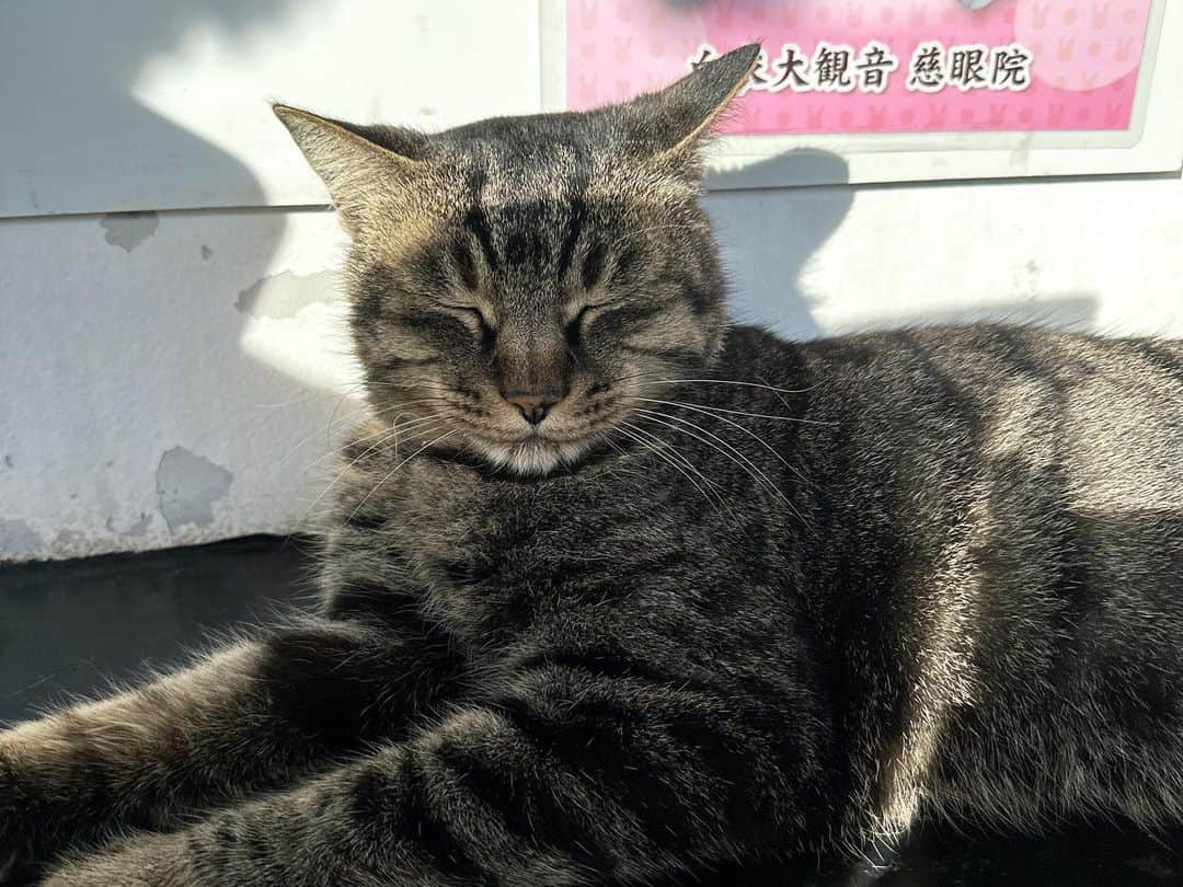 関哲汰さんのインスタグラム写真 - (関哲汰Instagram)「群馬ありがと☺︎  最高だった  猫ちゃん持ち帰りたかった」12月16日 21時31分 - tetta1124_official
