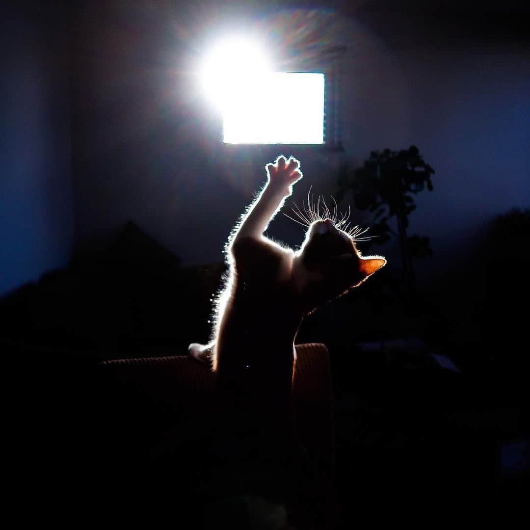 近藤研二さんのインスタグラム写真 - (近藤研二Instagram)「個展では写真もたくさん展示する予定です。愛猫の光と影シリーズ  『光と戯れる』(A3パネル) 『July』(15角アクリルフォトスタンド) 『light and shadow』(L判アクリルフォトフレーム) 『初夢』(L判アクリルフォトフレーム) 『päästää sairaalasta』(A4パネル) 『今日を見送る』(A4パネル) 『雪の日に』(A4パネル) 『窓拭き』(ジャケットパネル) 『冬の日の朝』(A4パネル)  ＊＊＊＊＊＊＊＊＊＊＊＊＊＊  『first noel 近藤研二展』 2023.12.20 wed - 12.26 tue 場所 : 工房33 (渋谷区千駄ヶ谷3-13-22-209 @koubou33_kitasando  時間 : 12:00 - 19:00（24日・最終日は17:00閉場）  昨年の夏、猫ジャムDXで華々しく画家デビューした、  音楽家・近藤研二の「first noel　近藤研二展」を開催いたします。 ギター、ウクレレを中心に、弦楽器奏者として活動する一方、 作編曲家として活躍する近藤研二の新たな地平、 猫との暮らしから生まれたアートたち、 絵画、写真、音楽などをどうぞご高覧ください。  《X’MAS PARTY LIVE!!》 近藤研二（vo, gt, etc. ） 2023.12.24 sun  18:00 Open ★ 18:30 Start ¥4,000（パーティーフード＆ドリンク付） 全席自由　立ち見の場合もございます。 ○ご予約・お問合せ: 090-4412-6149（北村） ○平日10:00〜18:00まで電話受付のみ。 当日券は未定。定員に達したところで終了とさせていただきます。 開場時間に受付にてご予約のお名前をお知らせください。 入場料とチケットをお引き換えいたします。 ※12/24 sunの「近藤研二展」は一旦17:00で閉場となり、 ライブ会場を整えて18:00開場となります。  《ウクレレでクリスマスキャロルを弾こう》 ワークショップ講師: 近藤研二 2023.12.21 thu 14:00~16:00 2023.12.25 mon 14:00~16:00  参加費 ¥4,000（お菓子＆ドリンク付） ○ご予約・お問合せ: 090-4412-6149（北村） ○平日10:00〜18:00まで電話受付のみ。 初心者歓迎。 有名なクリスマスキャロルのメロディを奏でたり、  簡単なコードで伴奏してみましょう。  持っている方はウクレレをご持参ください。  若干数の貸出もあります。  #firstnoel近藤研二展  #モイとウニ #近藤モイ #近藤ウニ」12月16日 21時57分 - kenjikond0