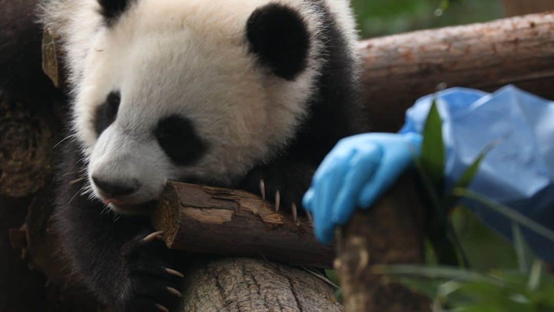 iPandaのインスタグラム：「I was never afraid of falling as I grew up, because I knew there would always be a pair of warm and firm hands to protect me. 🐼 🐼 🐼 #Panda #iPanda #Cute #HiPanda #ChengduPandaBase #BestJobInTheWorld #HowGiantPandasGrowUp  For more panda information, please check out: https://en.ipanda.com」