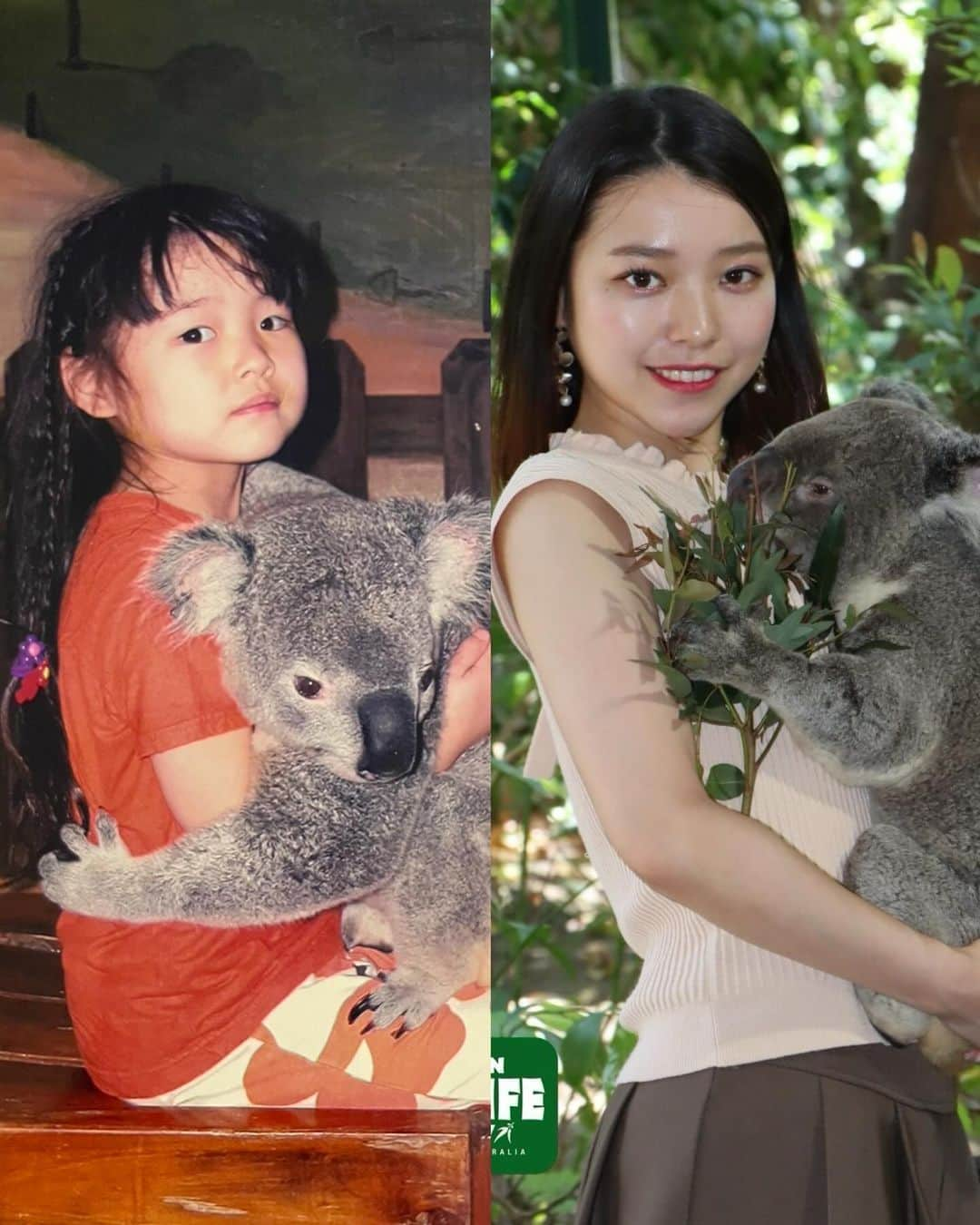 横山キラのインスタグラム：「オーストラリアの動物たちと触れ合いました🇦🇺🐨  20年ぶりくらいに、コアラ抱っこしました^^ 昔は大きく感じたコアラちゃんも、今回は軽く感じました笑 私が成長しましたね☺️  ムキムキカンガルー、おっさんみたいなコアラ、エミューなど、個性豊かな動物さんと触れ合えて楽しかったです！   #オーストラリア  #オーストラリア旅行  #ゴールドコースト  #ゴールドコースト旅行  #カランビン  #コアラ  #カンガルー  #エミュー  #動物園  #zooanimals  #goldcoast  #currumbin  #currumbinwildlifesanctuary  #koala  #kangaroo」