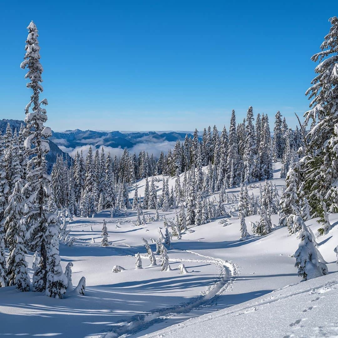 Discoveryさんのインスタグラム写真 - (DiscoveryInstagram)「Where is the snowiest place on Earth? It's a competitive title, but the Paradise area of #MountRainierNationalPark ranks near the top. 93.5 feet of snow fell here during its record snowiest season! 🌨🏔  📷: Rebecca L. Latson  #snowseason #winterwonderland」12月16日 23時00分 - discovery