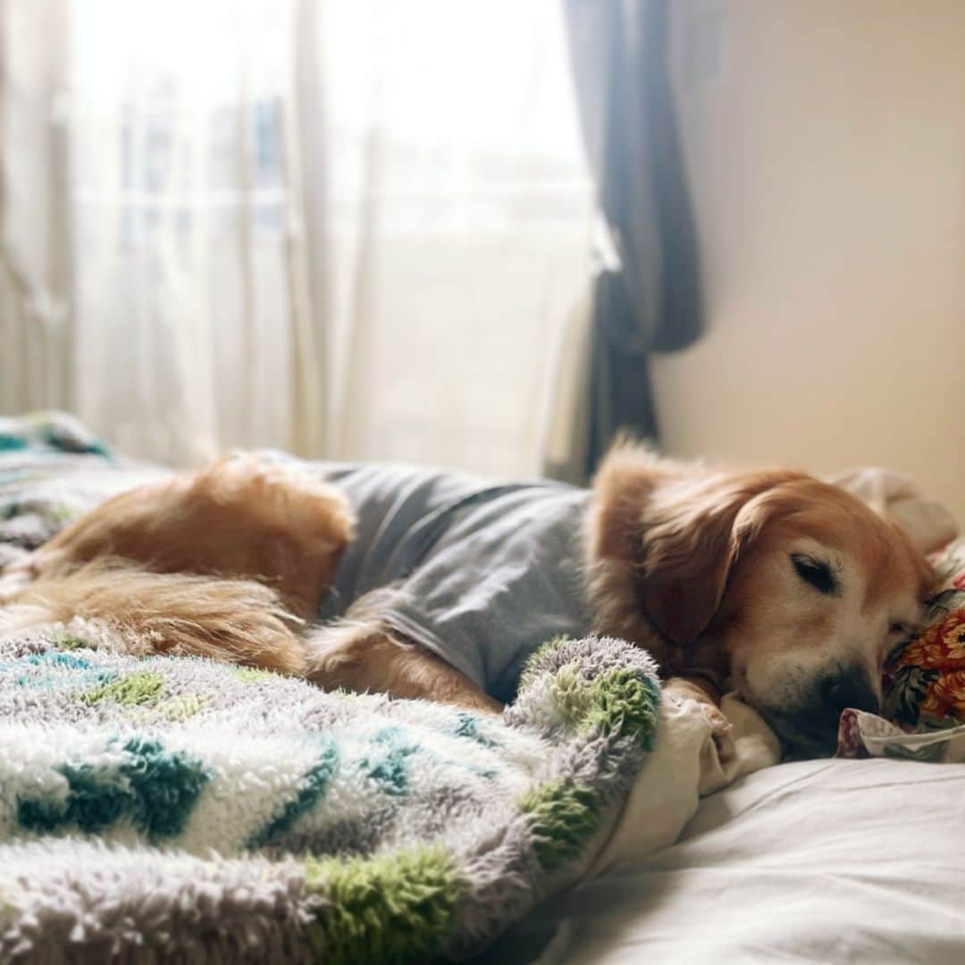ikumiのインスタグラム：「* * 12/17/2023⛅️ . やっと冬っぽい寒さの朝でした。 寒いの嫌いだけど、まだ耐えられる笑 Viviの2度寝は最近はベッドへ移動。 スヤスヤ可愛い。 * * #viviとohanaのいる暮らし2023#多頭飼い#goldenretriever#ゴールデンレトリバー#大型犬#大型犬のいる暮らし」