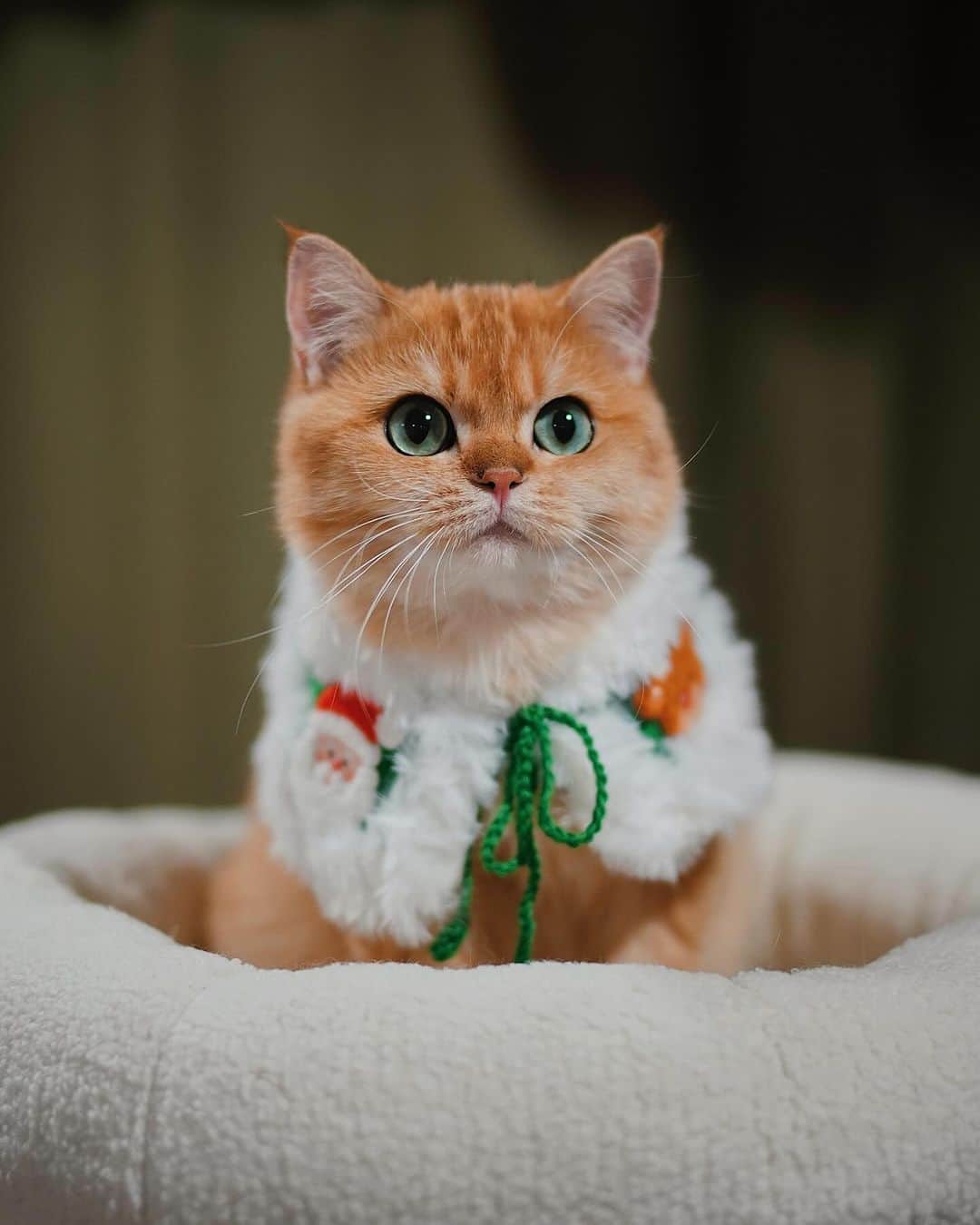 Cats of Instagramさんのインスタグラム写真 - (Cats of InstagramInstagram)「From @bongbong.boy: “อาบ๊งขอบคุณอาไหมกับพี่อาเจสำหรับผ้าคลุมซานต้ามุ้งมิ้งกั๊บบบ อาบ๊งหล่อละมุนขึ้น 3000% 😂🎅🦌 @themaiiiii @rj_is_a_cat “ #catsofinstagram」12月17日 3時28分 - cats_of_instagram