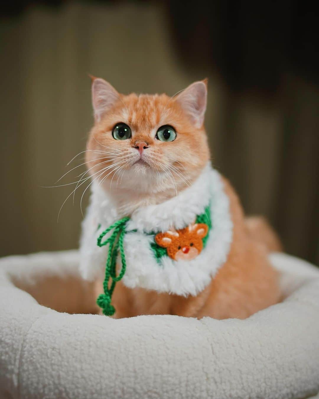 Cats of Instagramのインスタグラム：「From @bongbong.boy: “อาบ๊งขอบคุณอาไหมกับพี่อาเจสำหรับผ้าคลุมซานต้ามุ้งมิ้งกั๊บบบ อาบ๊งหล่อละมุนขึ้น 3000% 😂🎅🦌 @themaiiiii @rj_is_a_cat “ #catsofinstagram」
