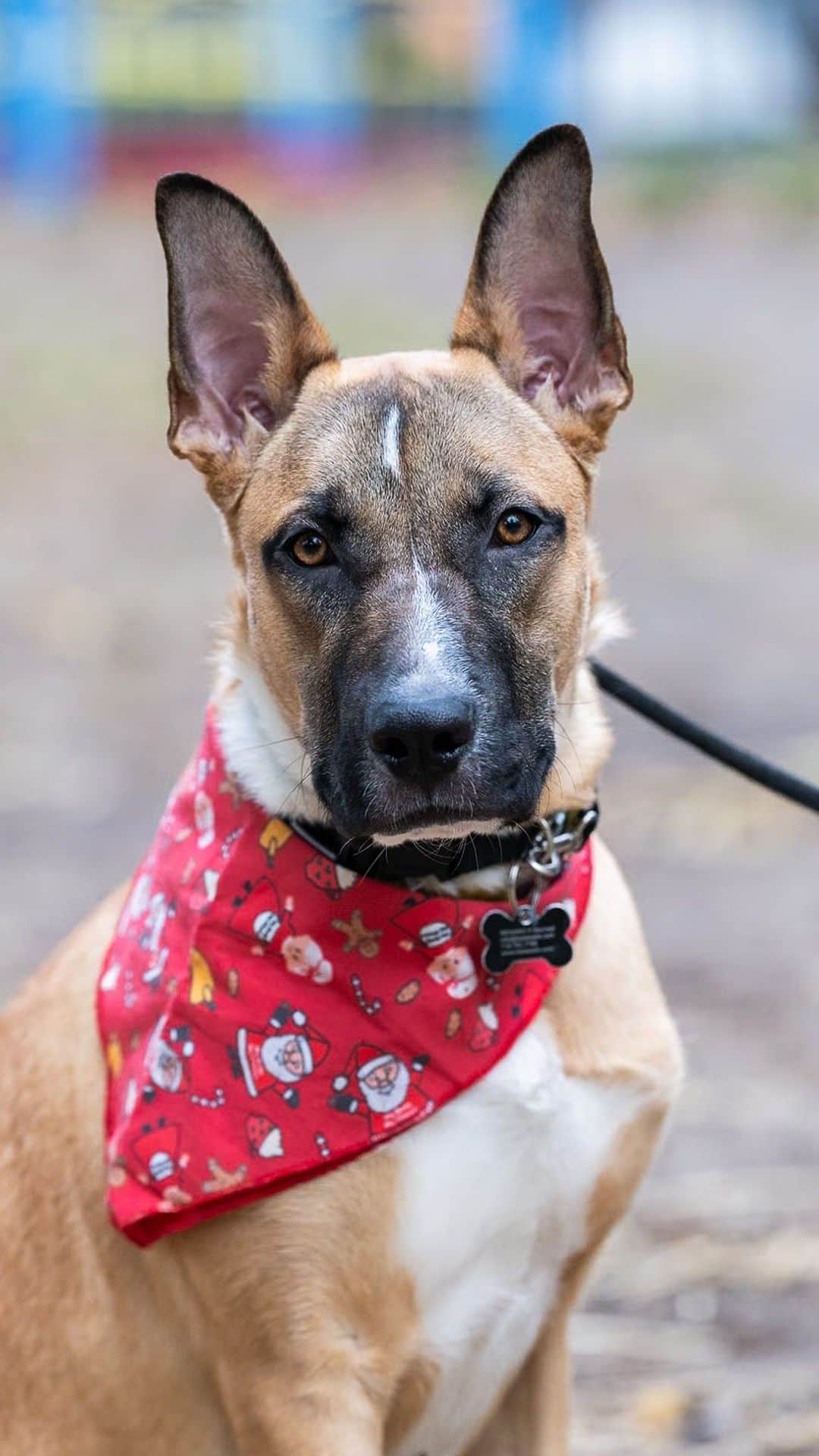 The Dogistのインスタグラム：「ADOPTABLE: Comet, Shepherd mix (9 m/o), Fort Greene Park, Brooklyn, NY • “He’s from Georgia – he just showed up at the pound one day. He’s very funny, goofy, and smart. He loves attention from everyone and everything. He’d like to be as close to a human as physically possible. He’s currently living with a cat – she’s trying to teach him personal space. He does pretty good with her, but he would like her to be his best friend. He would do well in an active home with people that want a dog to integrate into their life and go on adventures with. He just loves to be involved.”  Comet is available for adoption now via @badassanimalrescue!」