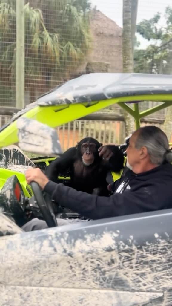 Zoological Wildlife Foundationのインスタグラム：「Who’s ready for our #takeoversexotictours collaboration with @takeoversrentals?   Our crew Inc. President @mariowildlife and the star of the show @limbanizwf got the opportunity to test drive some of the rides this past week and this is going to be one for the books. 📚   Launching Jan 1, 2024.   #notapet #chimpanzee #thingstodoinmiami」