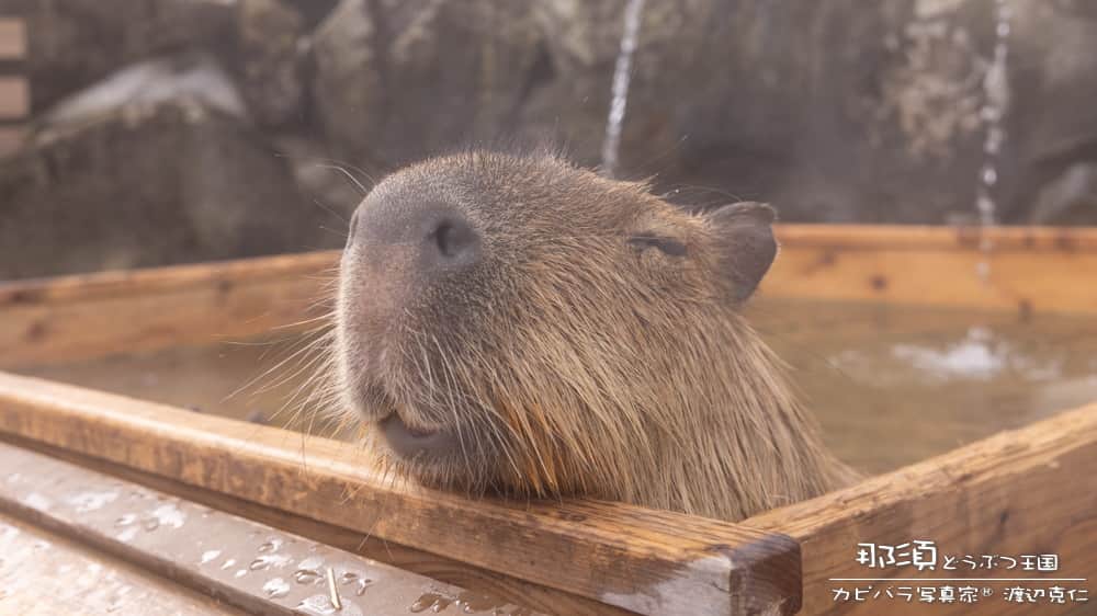 渡辺克仁さんのインスタグラム写真 - (渡辺克仁Instagram)「おはようございます。  #カピバラ #水豚 #capybara #おはよう」12月17日 7時00分 - katsuhito.watanabe