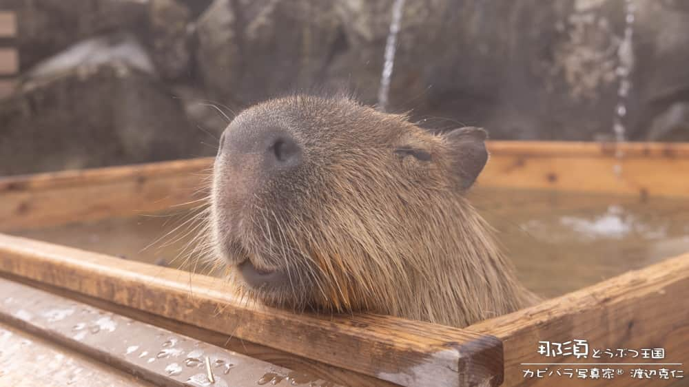 渡辺克仁のインスタグラム：「おはようございます。  #カピバラ #水豚 #capybara #おはよう」