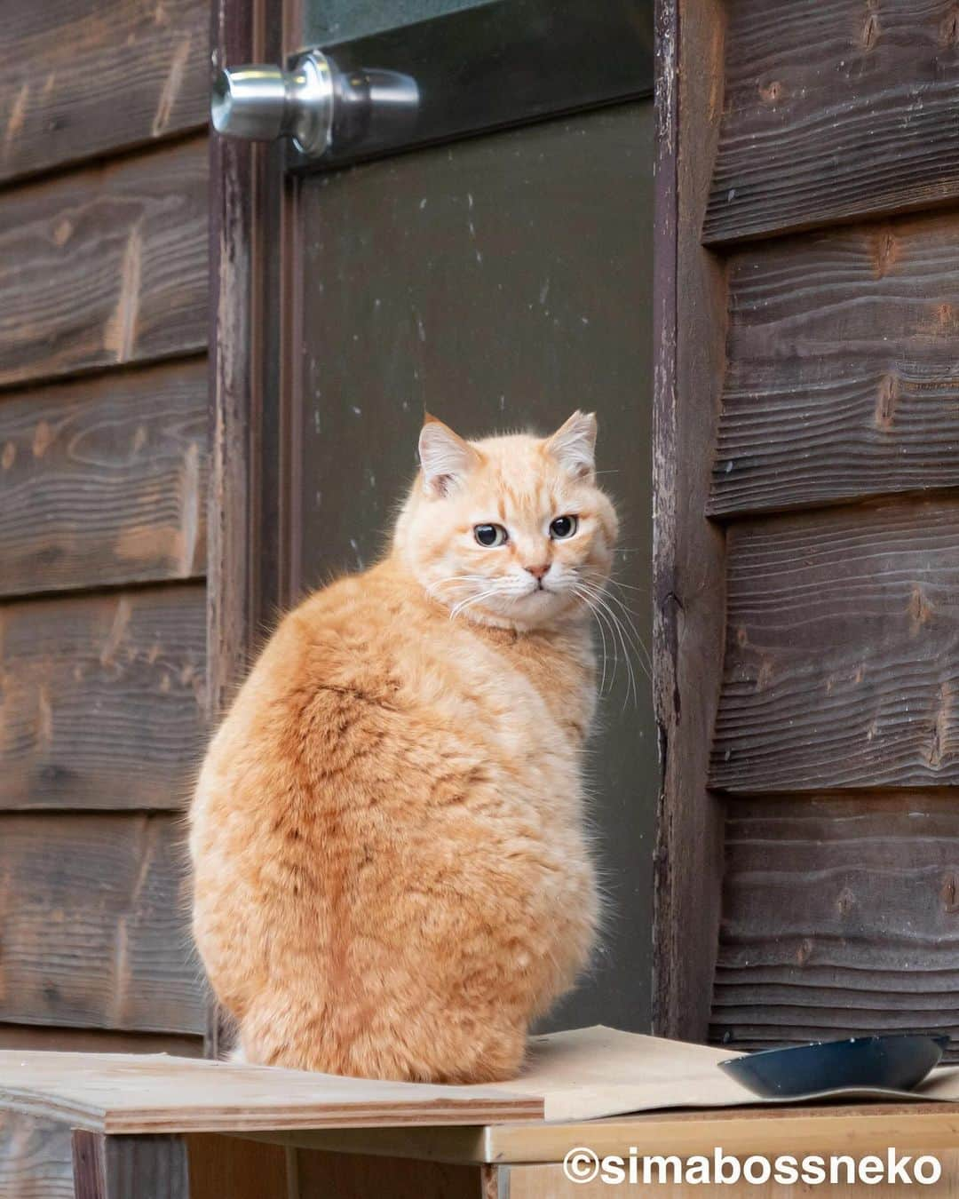 simabossnekoさんのインスタグラム写真 - (simabossnekoInstagram)「・ 見返り美にゃん😸💓 Fluffy beauty✨ Swipeしてね←←🐾  ※写真は「さちカレンダー2024より。  \ 在庫が僅かな商品も/ カレンダーの購入をご予定の方はお早めに🐾  🐱カレンダーラインナップ 【さちカレンダー2024】 ・愛らしい島猫"さち"の姿をおさめています🗓️ ・枚数28枚(両面仕様 計56面) ・初の"週めくり"カレンダー✨ 卓上B6 ●minne、メルカリShops内"simabossneko's shop"にて  ※大分・深島公式サイト、Cafeむぎでも数量限定で販売中  ・ 【ほっこり島猫週めくりカレンダー2024】 ・53週、ふくふく仲良し。選りすぐりの島猫たちがいっぱい🙌 ・枚数28枚(両面仕様 計56面)の週めくりカレンダー ・六曜、祝日付き 卓上B6 ●minne、メルカリShops内"simabossneko's shop"にて  ・ 【なかよしすぎる島猫カレンダー2024】 ・MdNコーポレーション製作 ・六曜、二十四節気、雑節、朔望（月相）、イベント、前後月掲載 ・自由に書き込めるフリースペースを用意 ・サイズ：縦30×横40cm（展開時60×40cm） ◎壁掛月めくり ●Amazon、楽天ブックス等にて  ・ 【ほっこりゆったり毎日島猫日めくりカレンダー2024】 ・翔泳社製作 ・毎日違う島猫の写真が楽しめる366日！ ・お散歩、昼寝、仲良し、じゃれ合いなどなど、様々なシーンを掲載 ・縦100×横140mm、天糊綴じ、370P、スタンド付き ◎卓上日めくり ●Amazon、楽天ブックス等にて  ・ 【日なたぼっこ猫だよりカレンダー2024】 ・アクティブコーポレーション製作 ・毎年好評のシリーズ。のんびりだらだらな猫たちが、癒しと、人生をちょっとよく生きるメッセージを送ります。 （カレンダー内には 7枚、simabossnekoの写真が採用されています）  ◎卓上月めくり、壁掛月めくりの2タイプ ●ハンズ、アクティブコーポレーション公式ショップ等にて  ☆毎日島猫日めくりカレンダーと日なたぼっこ猫だよりは、さちカレンダーや島猫週めくりカレンダーとのセットを、simabossneko's shopにて販売中✨  ★minne、メルカリShopsへは @simabossneko または @p_nyanco22 のプロフィールリンクからご覧いただけます。  🔍メルカリは、アプリ立ち上げ後「simabossneko's shop」で検索してみてください。  👉ストーリーハイライトにも、ショップへのリンク(minne)があります。そちらも是非ご覧ください。  ・ 2024calendars🗓️ Our stock is limited, so you should act now before it is too late!  ●Island Cats Weekly Calendar 2024 53weeks, A lot of selected island cats photos❣️  ●Sachi Weekly Calendar 2024 It is a calendar that shows the lovely island cat "Sachi"💓  These are desktop, B6 size. 28 sheets (56 sides in total with double-sided specifications) Weekly calendar.   We also sell a great set with “Hinatabokko Nekodayori Calendar” and “366days Island cats Day to Day Calendar” 🐾  The 2024 calendars are sold at minne "simabossneko's shop"  ●Shop URL https://minne.com/＠simabossneko  🇺🇸🇰🇷🇹🇼🇭🇰🇦🇺🇫🇷🇩🇪🇮🇹etc. It is possible to purchase and ship the works from overseas. ※ Shipping fee will be charged separately.  You can reach the shop from the profile link of @simabossneko or @p_nyanco22   And, Story highlights also have a link to the shop. Please take a look there too.  ・ #しまねこ #島猫 #ねこ #猫写真 #cats_of_world #catloversclub #pleasantcats #catstagram #meowed #ig_japan #lumixg9」12月17日 8時56分 - simabossneko