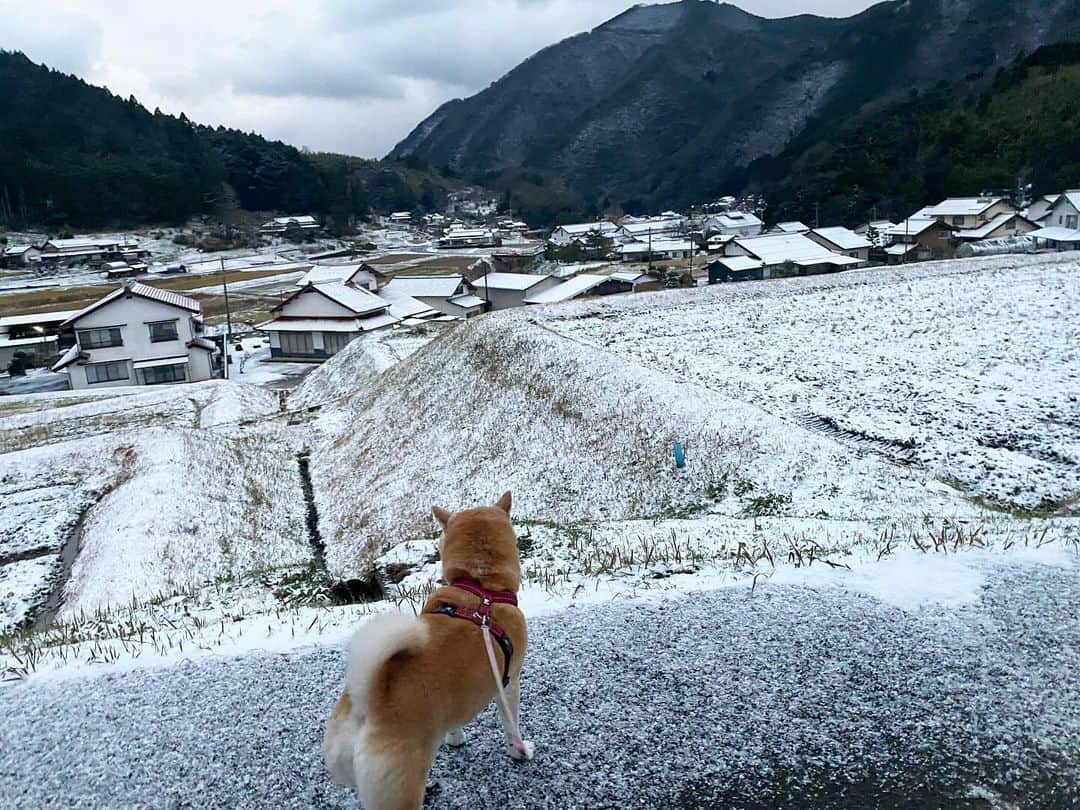 がんちゃんのインスタグラム：「てんタッキー地方今冬初積雪❄️ 風が強くてあまり積もってませんが寒い🥶」