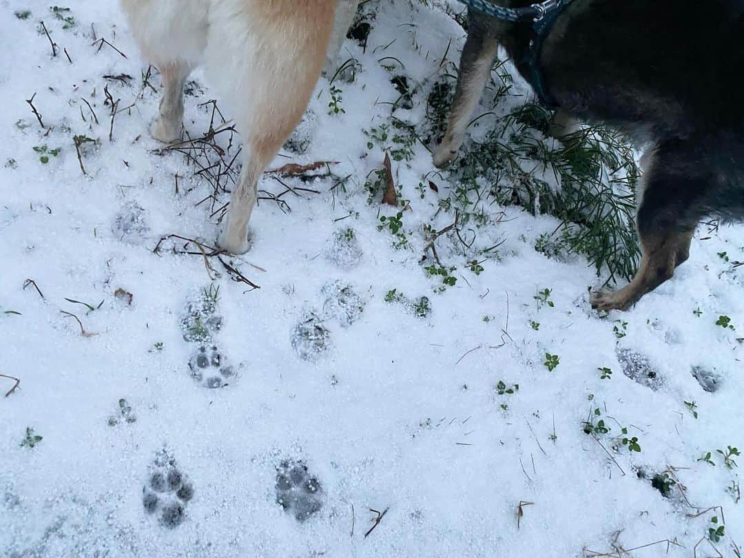 がんちゃんさんのインスタグラム写真 - (がんちゃんInstagram)「てんタッキー地方今冬初積雪❄️ 風が強くてあまり積もってませんが寒い🥶」12月17日 9時11分 - kota2ann