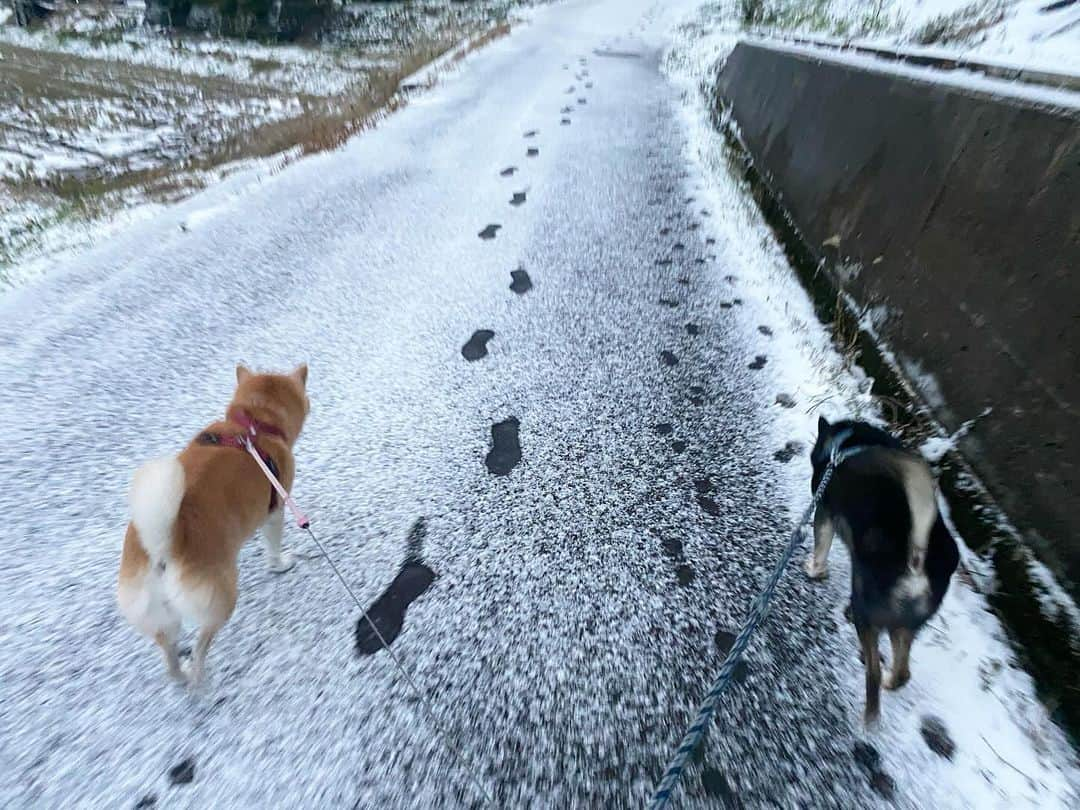 がんちゃんさんのインスタグラム写真 - (がんちゃんInstagram)「てんタッキー地方今冬初積雪❄️ 風が強くてあまり積もってませんが寒い🥶」12月17日 9時11分 - kota2ann