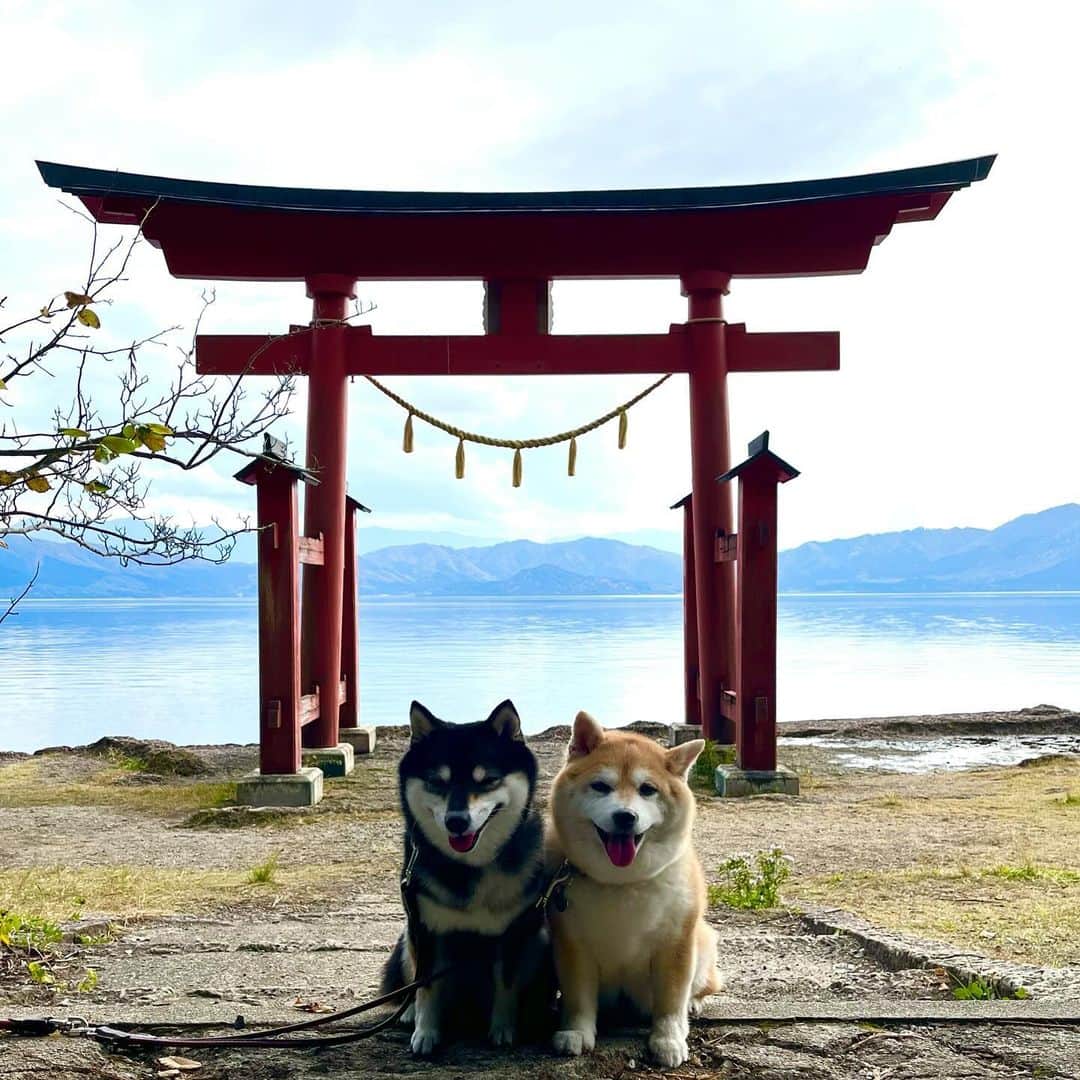 豆柴なつ&ふゆさんのインスタグラム写真 - (豆柴なつ&ふゆInstagram)「We went to Akita😊⭐️ 秋田・御座石神社⛩️夜は炉端ときりたんぽ鍋😋  #想い出  #memories #秋田#きりたんぽ鍋 #旅行 #犬連れ旅行  　#shibainumag_feature #doglife #shibalife #shibaken #shibaaaaainu #shibadog  #柴犬#shiba #shibainu #shibastagram #shibamania #豆柴 #pecoいぬ部#doglove  #dogstagram #dogoftheday #instashiba #🐕📷 #ふわもこ部#shibaaaaainu #shibadog #shibaaddict #犬#instacute #柴#proudshibas」12月17日 20時02分 - mameshiba.natsuinu56