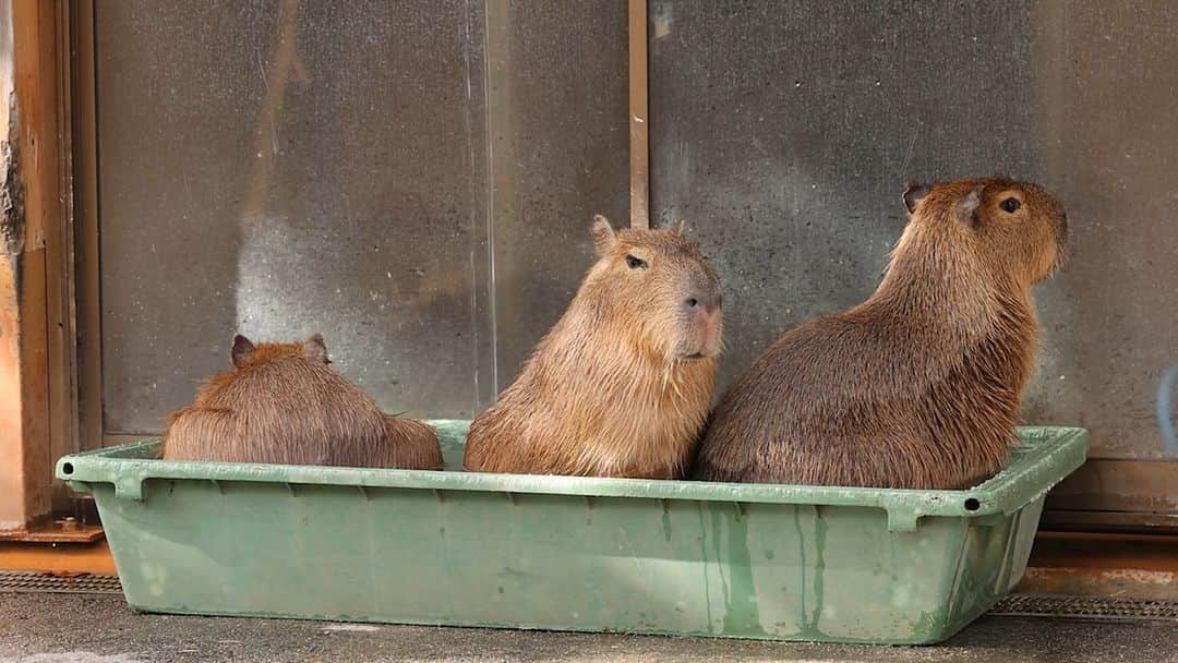 渡辺克仁のインスタグラム：「小さなカピバラに小さな御風呂。  #カピバラ #水豚 #capybara #那須どうぶつ王国」