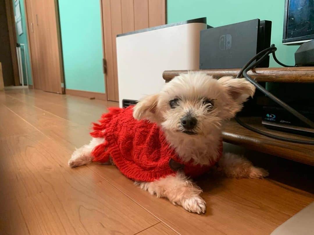 中原絵梨奈のインスタグラム：「ミニーちゃん元気にしてます♥️ . . . 今は大阪の友達の家で過ごしてます🏠✨ . . . ちょっと預かってー🙏 からの、、、、、  あれ？いつ迎えに来るん、、、、、？ からの、、、、、笑 . . . としおもミニーちゃんも 愛溢れる私の愛する友のおうちで過ごしております💓 . . . 溺愛してくれている友達に感謝してます☺️💓 . . . 一見しっかりしてるように見られる私ですが、 (謎にしっかりしてる。と、よく言われる😇)  全く1人では立ってられなくて なんなら地面からも浮いてて おんぶに抱っこに 四方八方からのたくさんの支えがあり、 真っ直ぐ立って自分で歩いているように見える私です。 . . . こんな私が こんなに大きなものを抱えていることを ヒヤヒヤしながらも 見守ってくれる大切な方々へ 本当にいつもありがとう🙇‍♀️🙇‍♀️🙇‍♀️🙇‍♀️🙇‍♀️🙇‍♀️🙇‍♀️🙇‍♀️🙇‍♀️🙇‍♀️」
