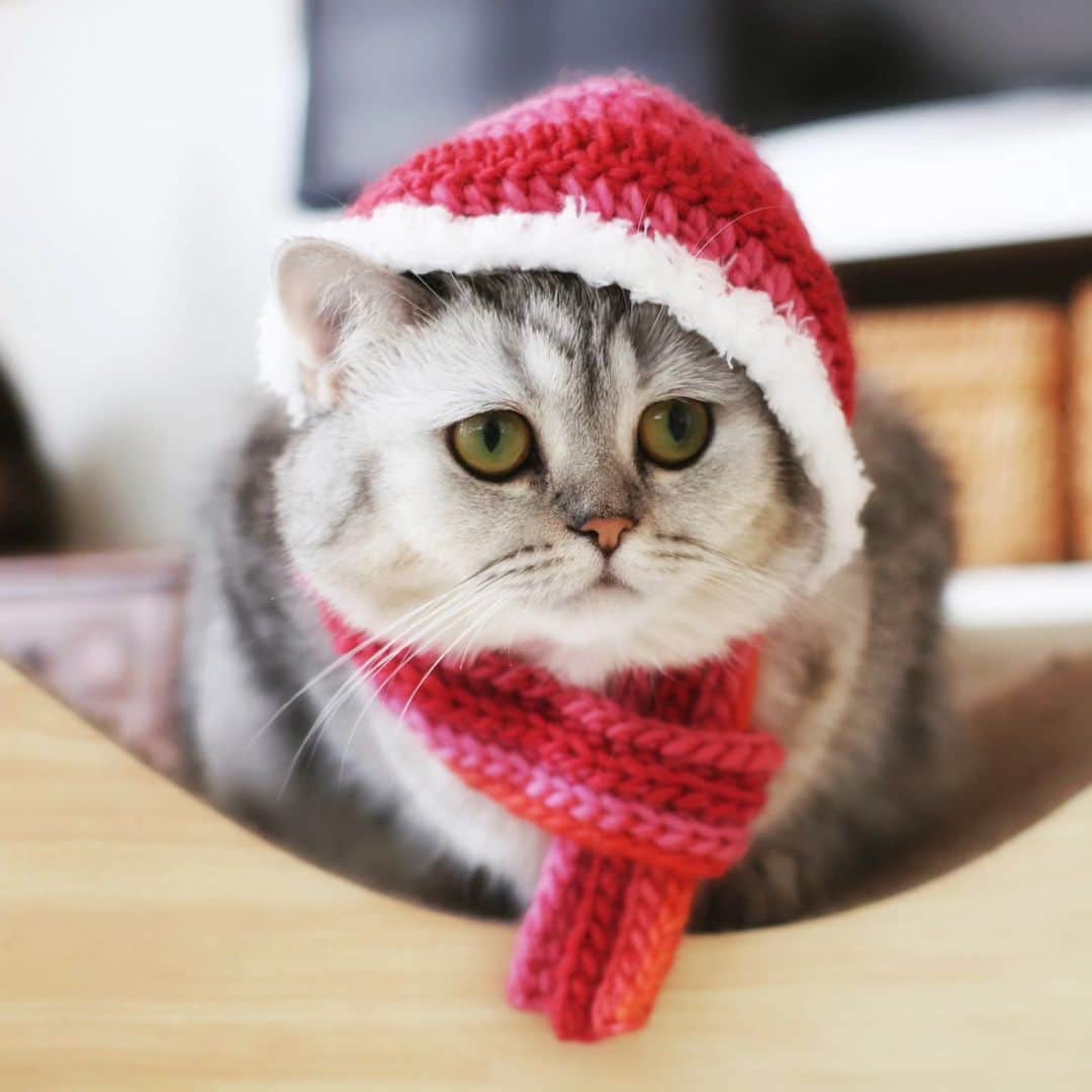 寅次郎（とらちゃん）のインスタグラム：「一気に冬がやってきたにゃ⛄️❄️✨  #coldday❄️ #寅コレ  #ミヌエット #ミヌエット女の子 #ねこすたぐらむ #猫との暮らし #catoftheday #meowd」