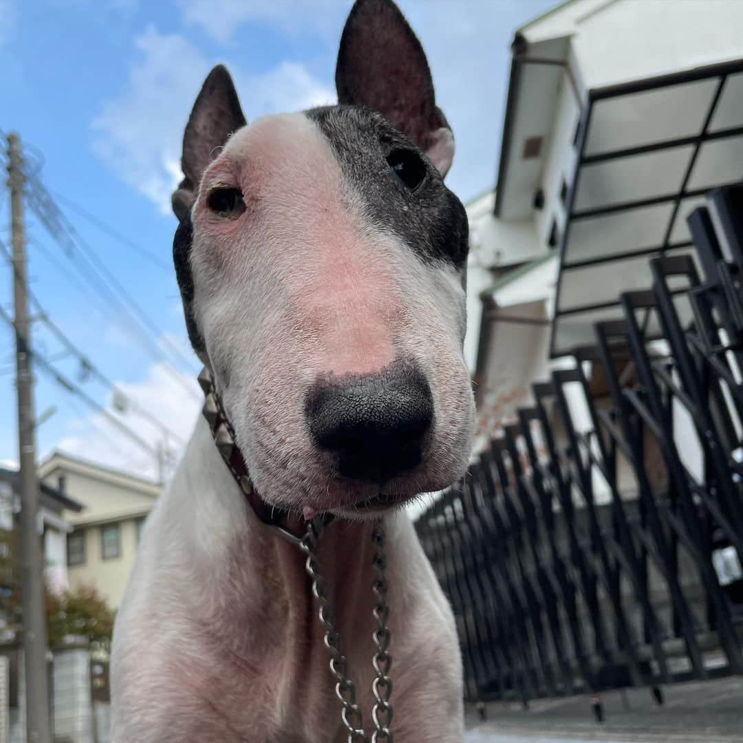 Q太郎さんのインスタグラム写真 - (Q太郎Instagram)「#minituru#bull#terrier#minibullterrier#miniturubullterrier#dog#dogstagram#cute#qtaro#love#family#ミニチュア#ブルテリア#ミニチュアブルテリア#Q太郎」12月17日 15時17分 - qtaro.jun