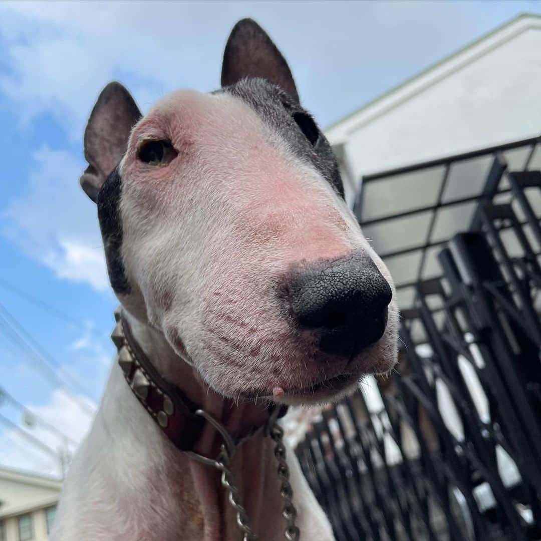 Q太郎さんのインスタグラム写真 - (Q太郎Instagram)「#minituru#bull#terrier#minibullterrier#miniturubullterrier#dog#dogstagram#cute#qtaro#love#family#ミニチュア#ブルテリア#ミニチュアブルテリア#Q太郎」12月17日 15時17分 - qtaro.jun