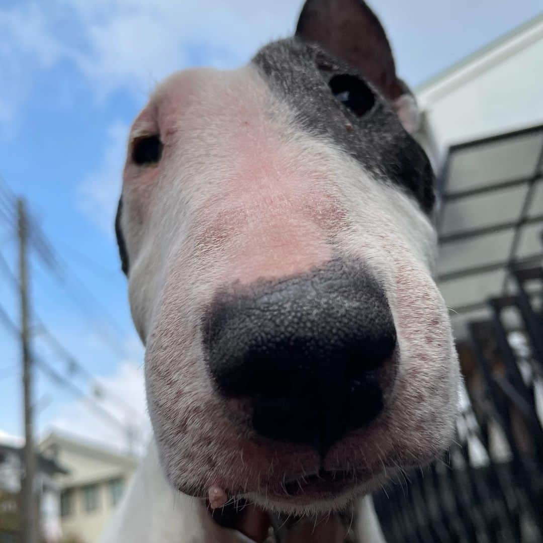 Q太郎さんのインスタグラム写真 - (Q太郎Instagram)「#minituru#bull#terrier#minibullterrier#miniturubullterrier#dog#dogstagram#cute#qtaro#love#family#ミニチュア#ブルテリア#ミニチュアブルテリア#Q太郎」12月17日 15時17分 - qtaro.jun