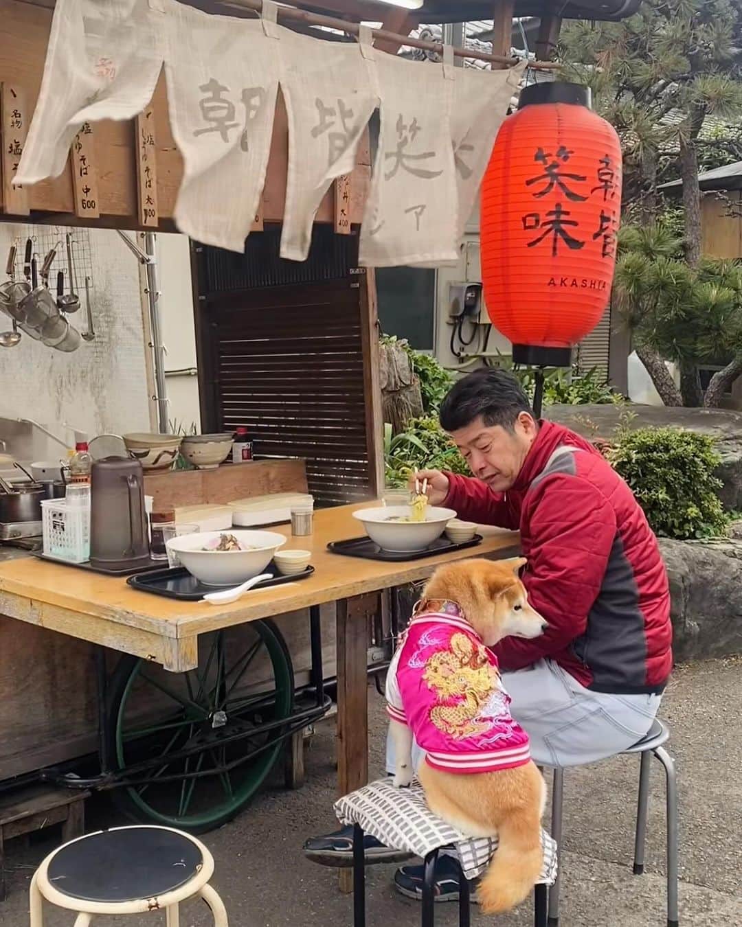 柴犬小雨さんのインスタグラム写真 - (柴犬小雨Instagram)「・ たいしょー！ ちゃんぽんいっちょー やさいましまし、よろしくぅ  ...さ、さぶっ  ・ ・ 急に寒くなったせいか、あの屋台ラーメンが食べたくなり... 朝ラーしに @akashia_0308 さんへ🍜  途中でテント内の席も空いたんだけど、ここではやっぱり屋台で食べるのが醍醐味なの🤭 アツアツのラーメンが沁みるー😋 遠いから滅多に行けないけど、いつ行っても気持ちの良い接客に元気をいただく。 ごちそうさまでした🙏 ・ ・ 腹ごしらえした後は『さいじょう級のさいじょうマルシェ』  @saijomarche_official へ🎪  クリスマスオードブルを予約してる @cafe_balbone さんや、フォローしてくださってる  @pinkchocolat2004 さんが 「いつも見てるよー」 って声かけてくださって、記念撮影したり楽しかった💕 ビンゴ大会では、余ったカードまでゲットして3枚持ってたのに、全く当たらず残念な結果でした🤣💦 でも、お弁当にエッグタルトにチーズケーキ、色々お持ち帰り出来て良かった🍱🥧🍰 晩ごはんにいただきました🥢  お天気イマイチで寒かったけど、いい気分転換になったよ♬ 家に帰ってから熱いお風呂にドボンと浸かった時は、なんともいえない幸せ感じました🛁 ・ ・ みんなも暖かくしてゆっくり休んでね✨ ・ ・ ・ #shiba_snap #shibamania #petstagram #dog  #shibadog #petstagram #pet #shiba #shibainu #shibaaaaainu #shibastagram #ラーメン屋 #dogstagram #子犬#愛媛ランチ #狗 #愛媛グルメ #犬とお出かけ #ラーメン#屋台 #豆柴#まめしば#しばいぬ #9gag #しばけん #ペット#小狗#柴犬#犬#柴犬小雨#シバイヌ」12月17日 20時46分 - fuji_jun1205